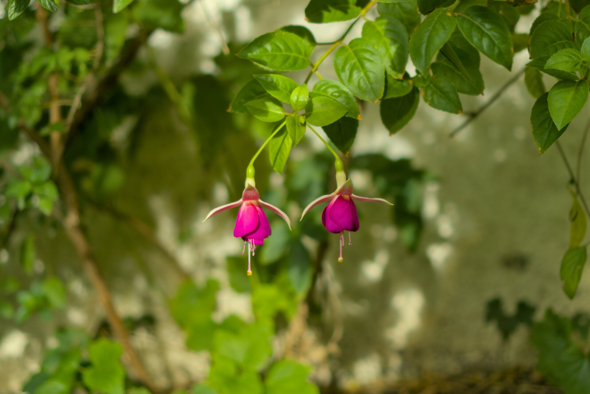 Σκουλαρίκι