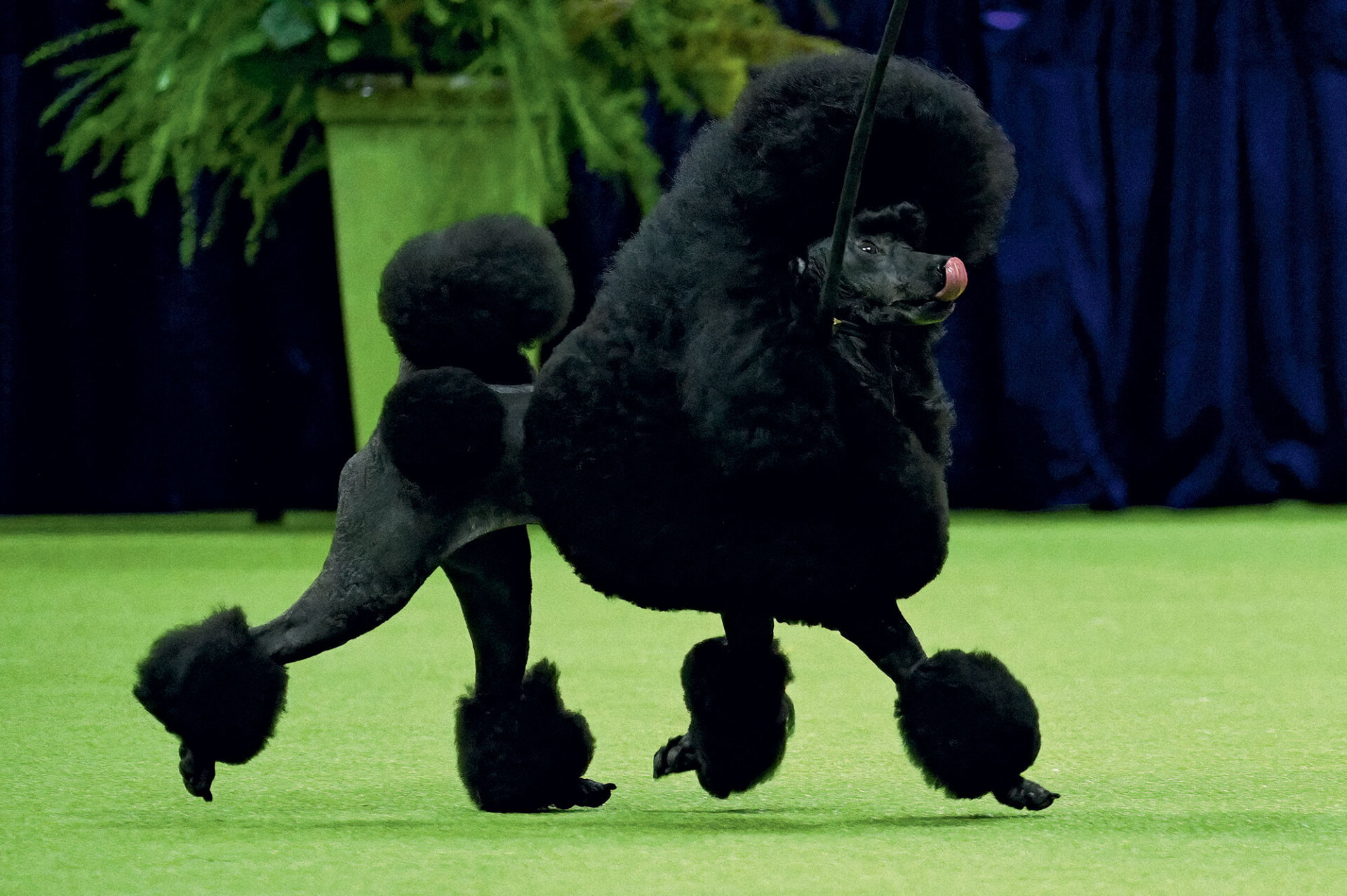 Το «Φασκόμηλο» (Sage), το μικρόσωμο κανίς που έλαβε μέρος στον 148ο Διαγωνισμό της Κυνοτροφικής Λέσχης του Γουέστμινστερ που διοργανώθηκε στη Νέα Υόρκη στις 14 Μαίου του 2024, και έφερε πίσω στην πατρίδα το βραβείο του «καλύτερου» σκύλου