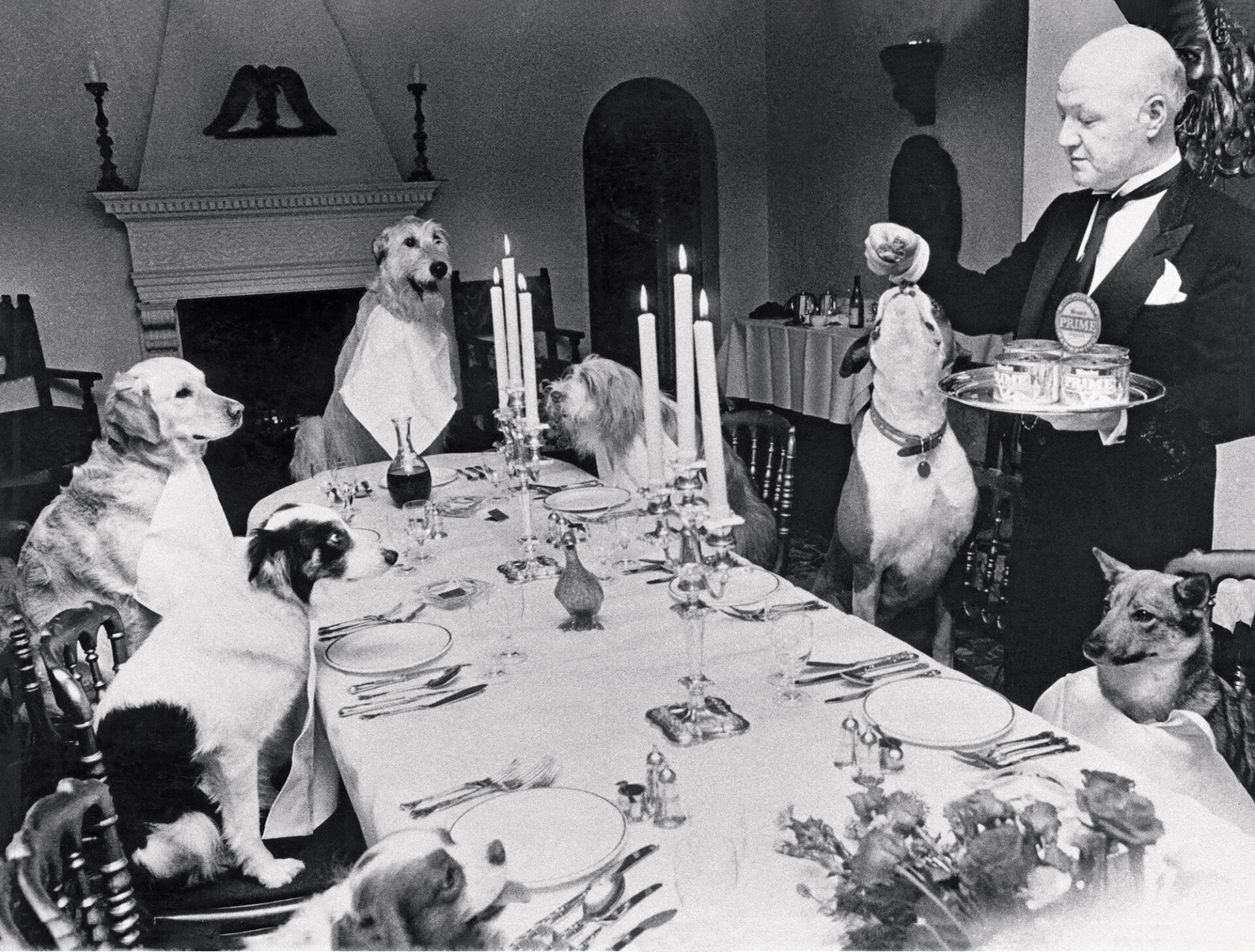 Ένας μπάτλερ σερβίρει μια παρέα σκύλων σε εστιατόριο του Νάιτσμπριτζ του Λονδίνου, με αφορμή το λανσάρισμα μιας νέας σκυλοτροφής, 1984.