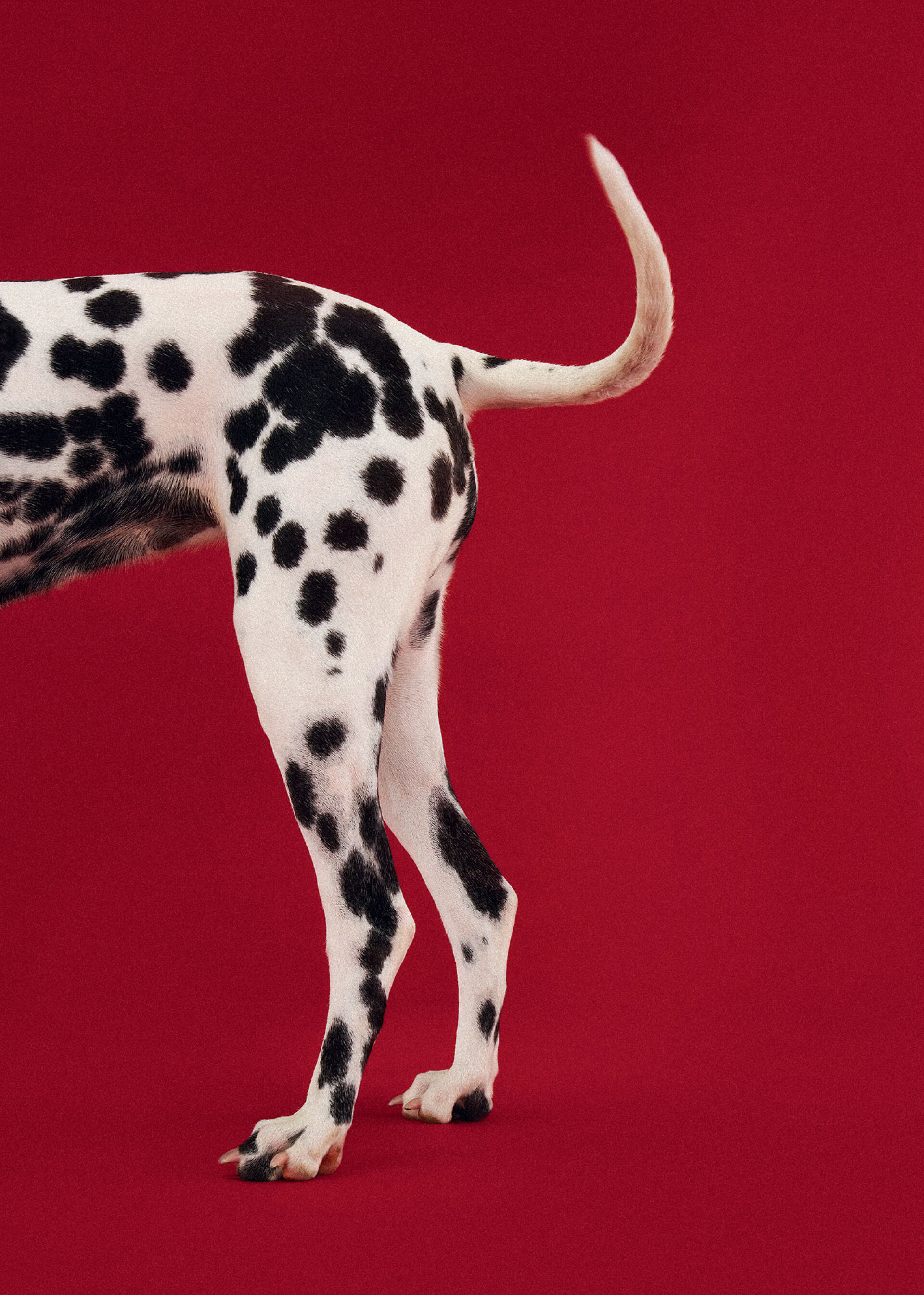 Chic Dogs: Μια φωτογραφική ιστορία με σκυλιά σαλονιού