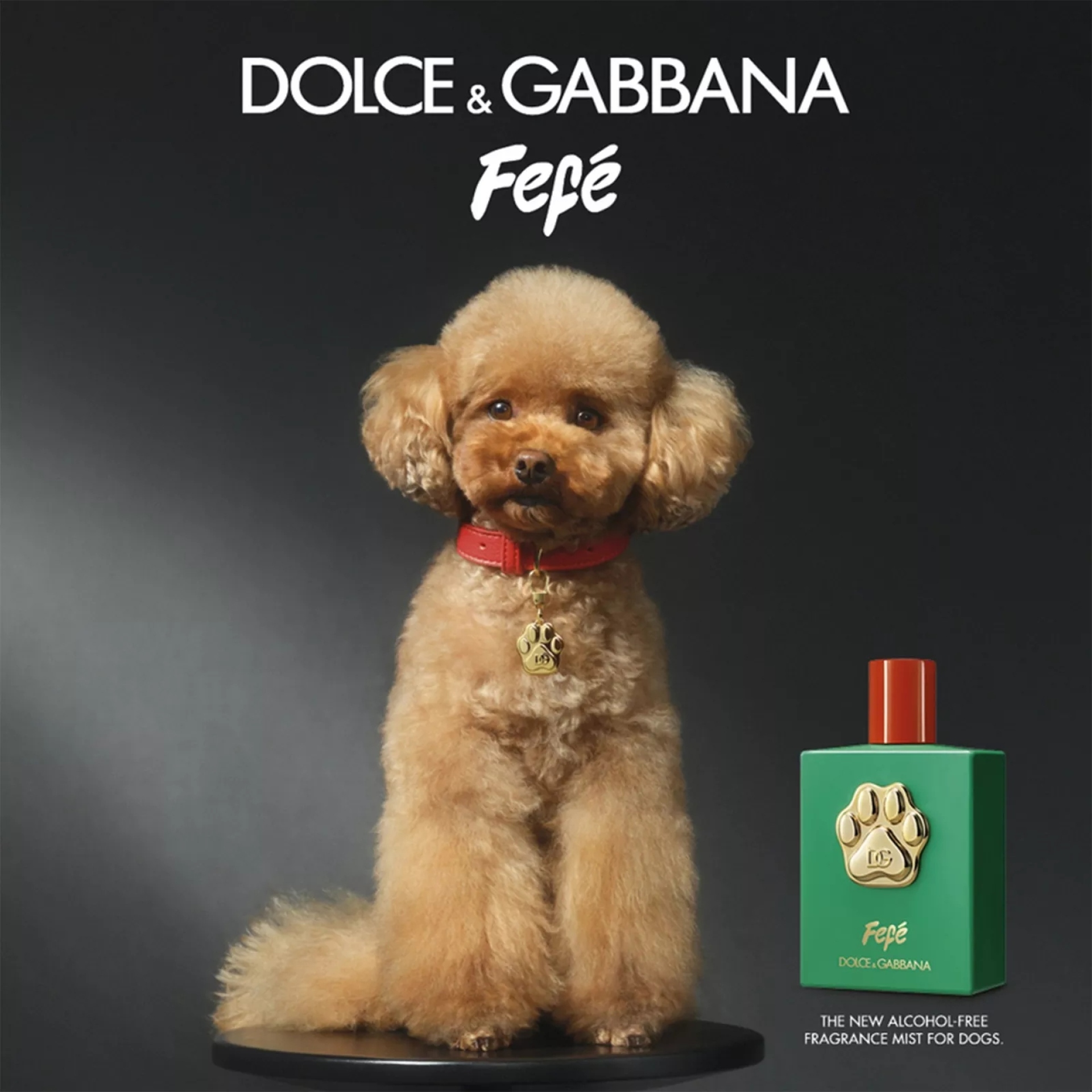 Fefé by Dolce & Gabbana - Άρωμα για σκύλους