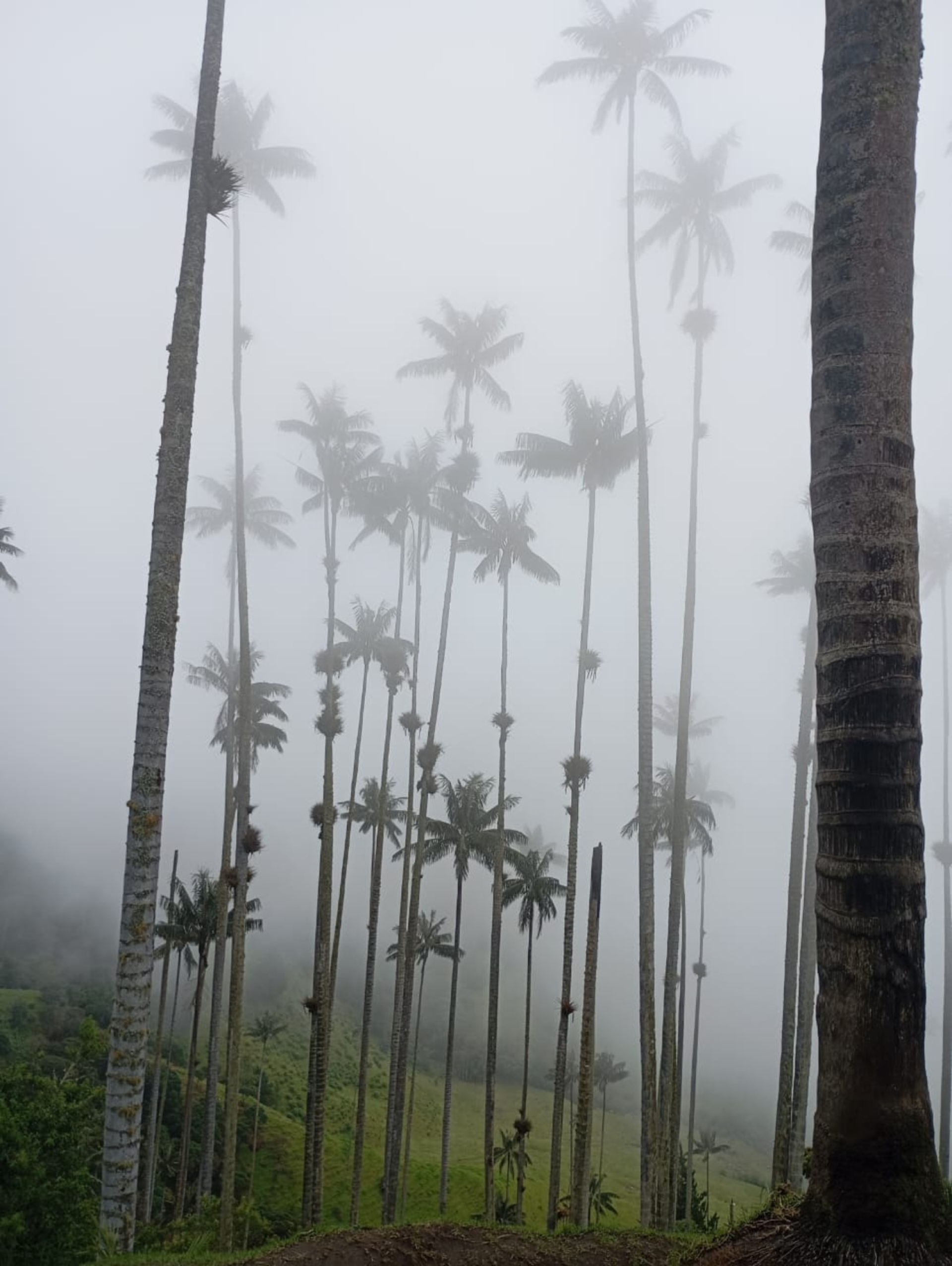 Σταθερά στα 2000+ μέτρα, θα κατευθυνθούμε την επομένη στα 4000,  παρέα με ποδηλάτες που επιδίδονταν Κυριακάτικα στο άθλημα-δοκιμασία, μέσα στο κρύο και την ομίχλη. Μπαίνοντας στο τοπικό εστιατόριο, δεν μας ξάφνιασε η ξυλόσομπα που έκαιγε φουλ (κατά τα άλλα, τροπικοί…). Απάντηση στο τσουχτερό κρύο, απολαύσαμε ένα υπαίθριο θερμό λουτρό - ηφαιστειακή περιοχή γαρ.