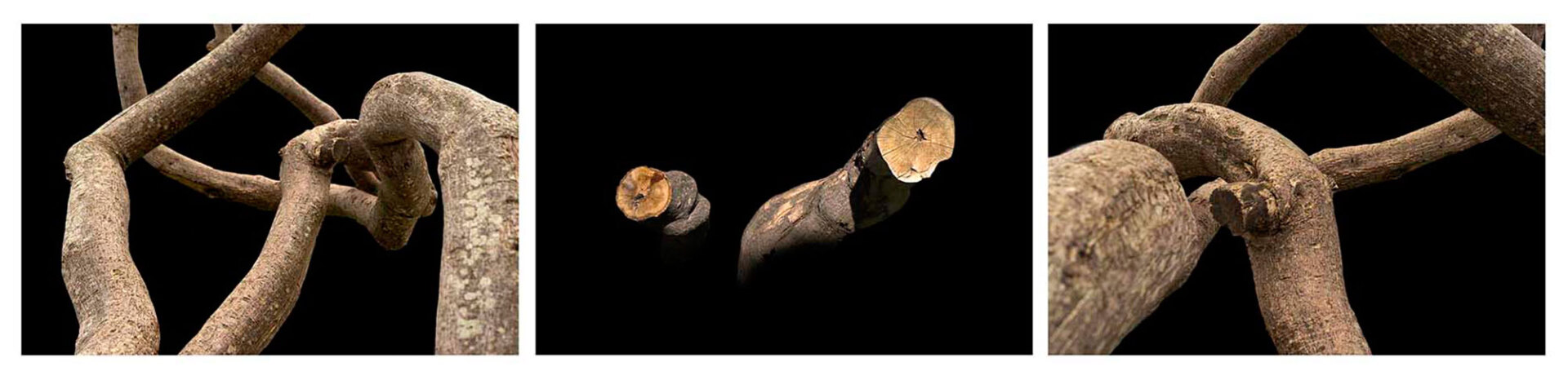 Άρια Καρροπούλου, Διατομή δέντρων εν ώρα χορού, 2024, τρίπτυχο, ψηφιακά επεξεργασμένες φωτογραφίες