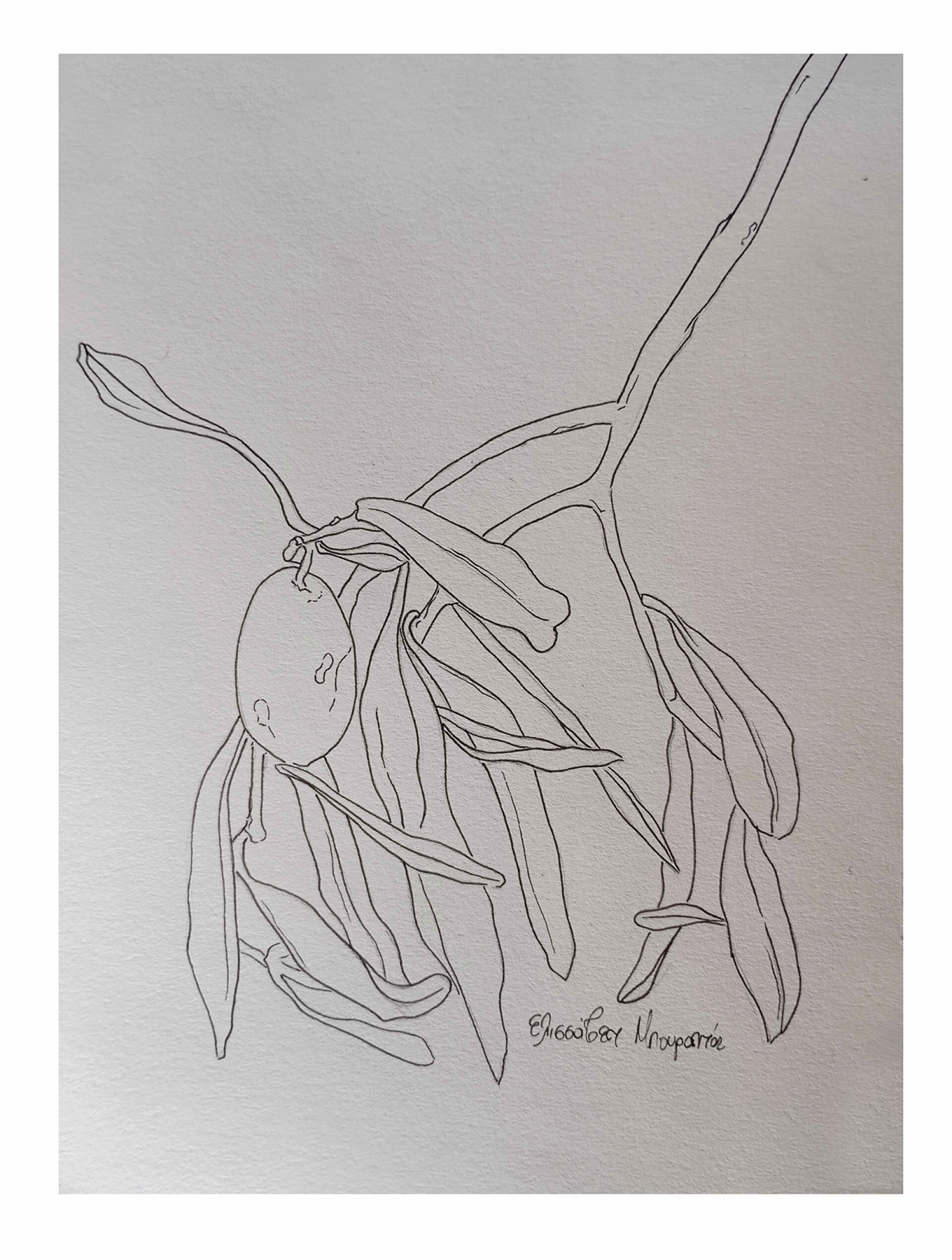 Ελισσάβετ Μπουραντά, Ελιά, 2025, μελάνι σε χαρτί