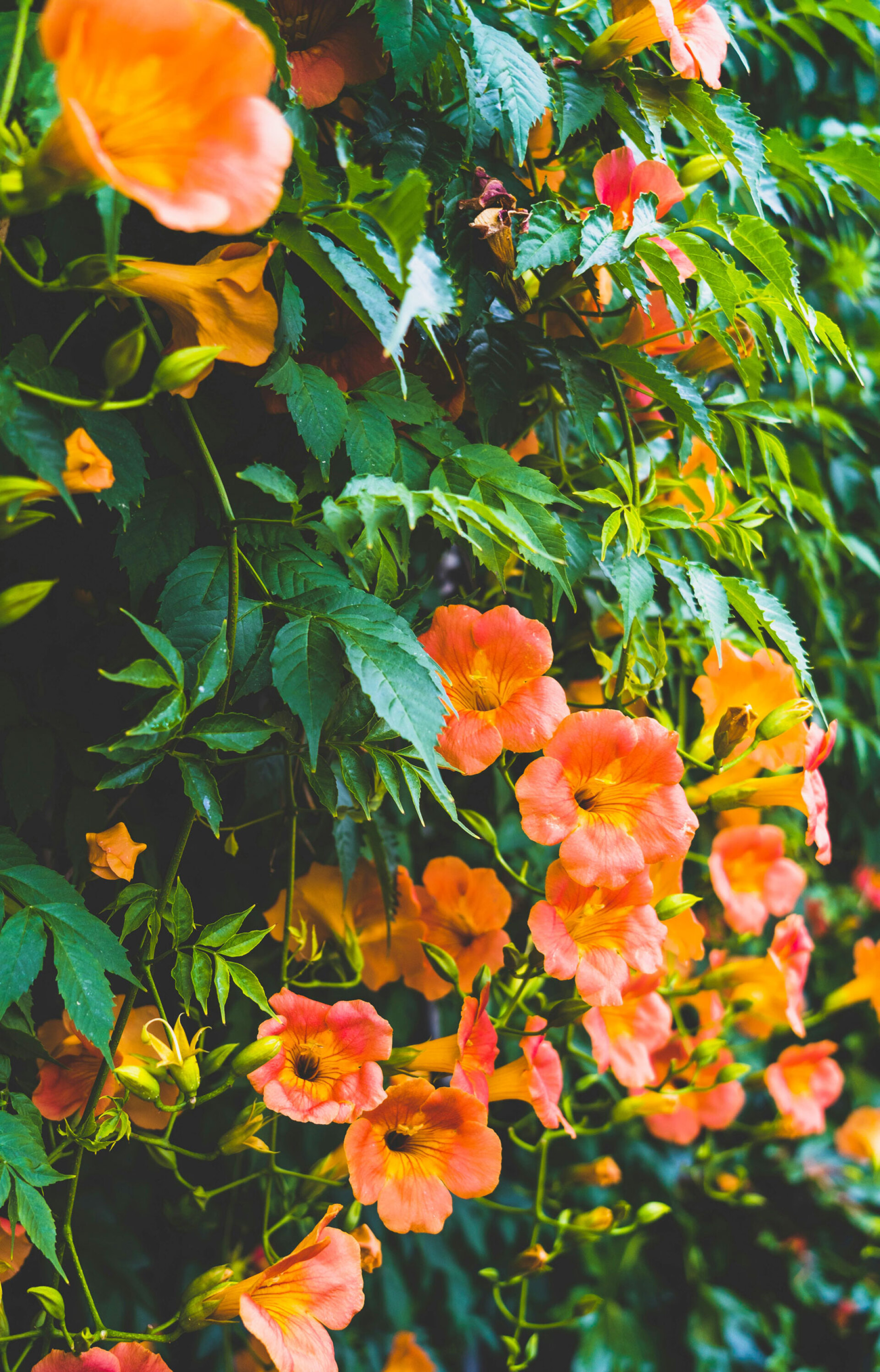 Μπιγκόνια Μεγανθής