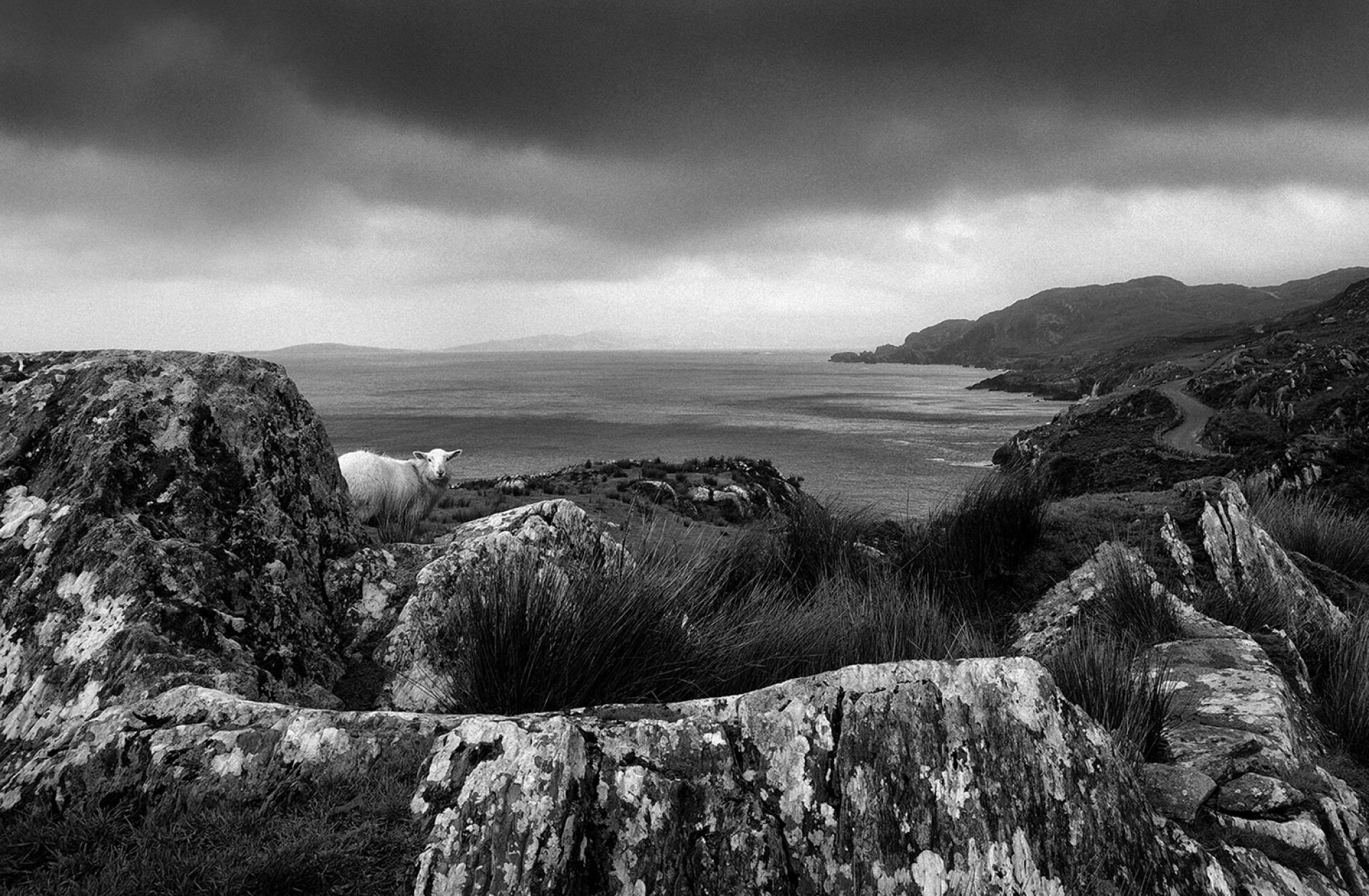 Ένα πρόβατο σε παραθαλάσιο ασπρόμαυρο τοπίο από την Ιρλανδία – Giles Norman