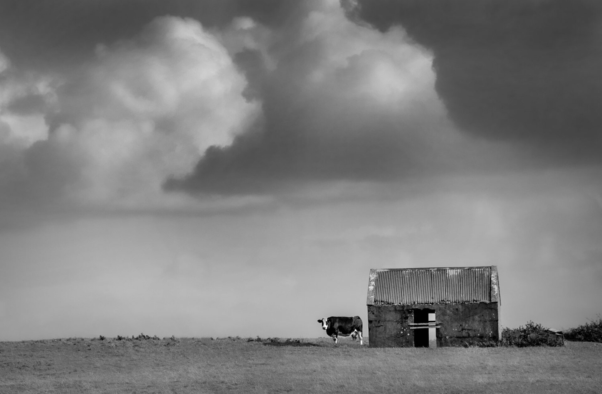 Ασπρόμαυρο αγροτικό τοπίο με μια αγελάδα από την Ιρλανδία – Giles Norman