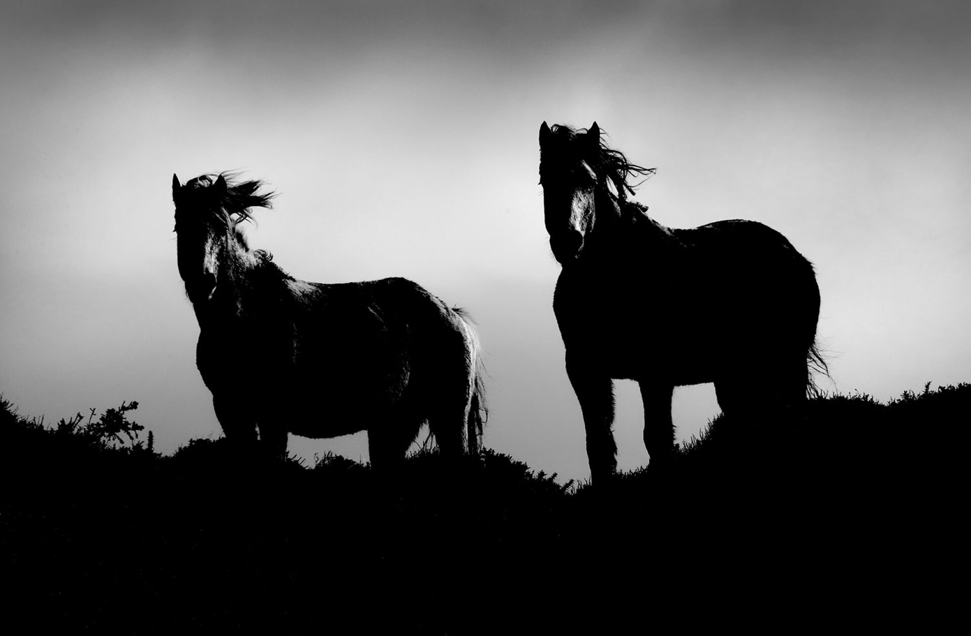 Δύο άλογα σε ασπρόμαυρο τοπίο από την Ιρλανδία – Giles Norman