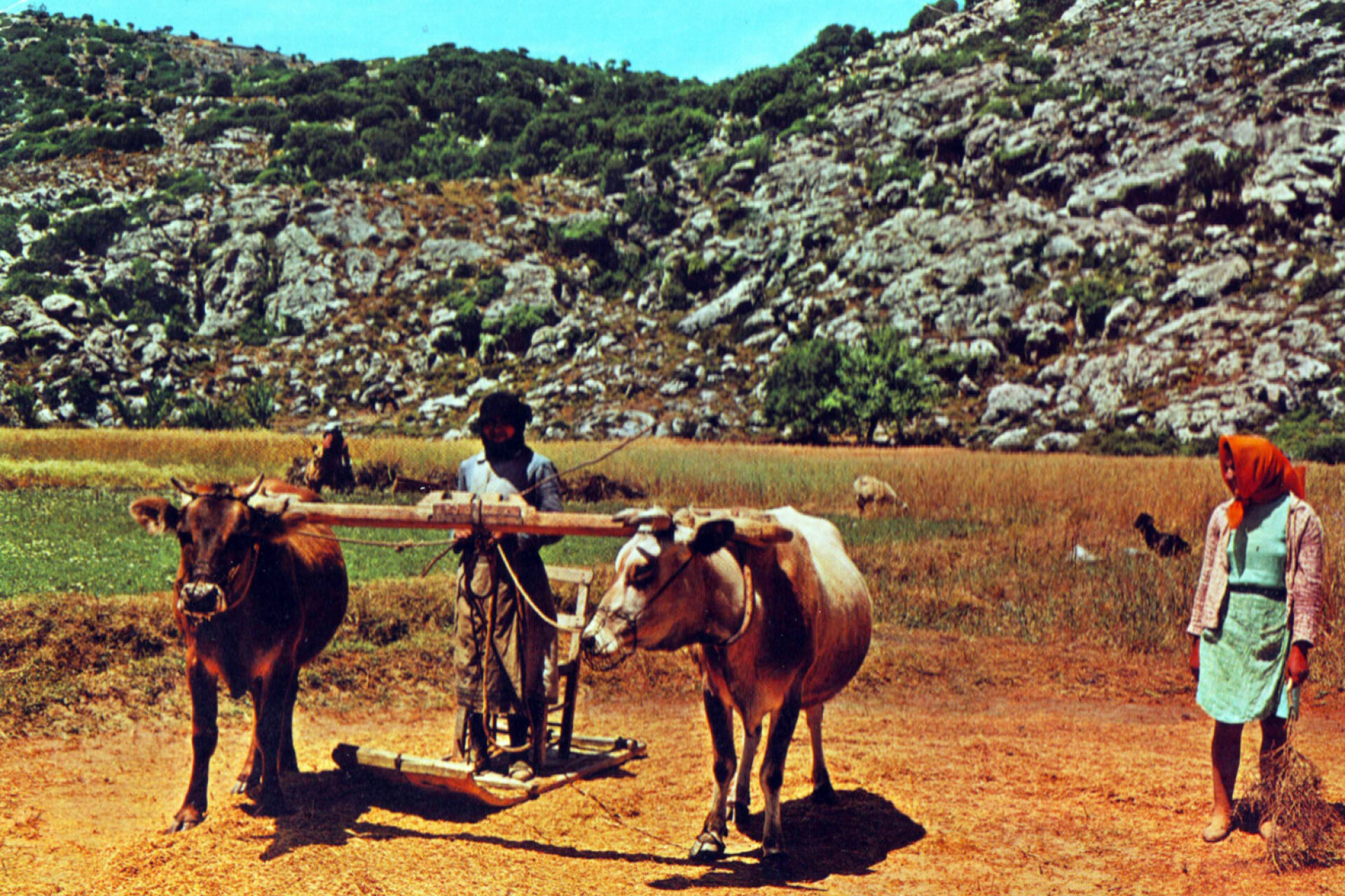 Θερισμός και αλώνισμα τη δεκαετία του 1950