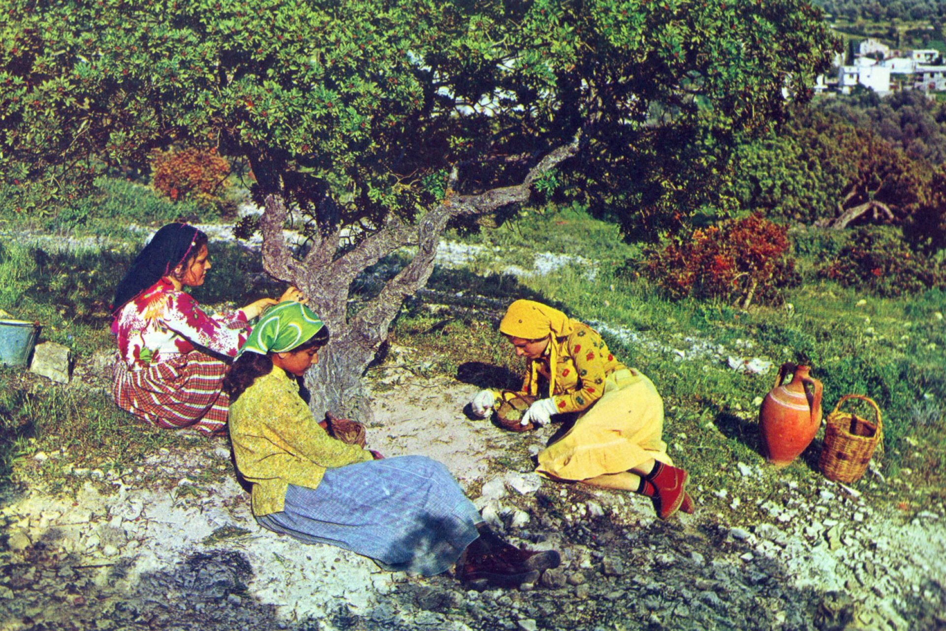 Μάζεμα μαστίχας στη Χίο, 1950