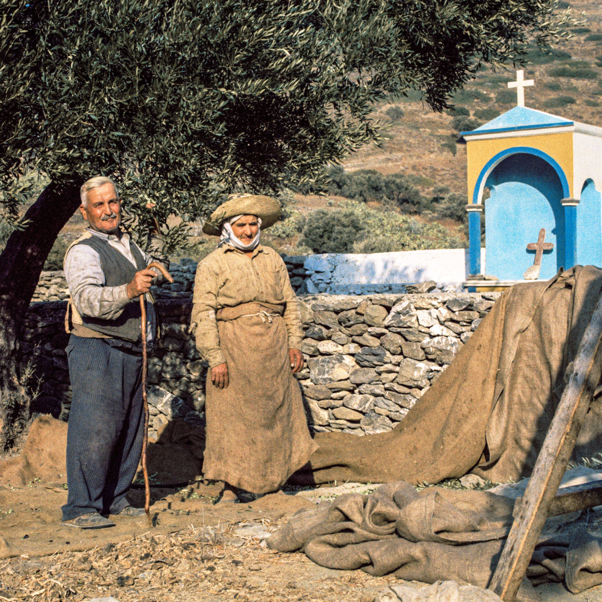 Μαζεύοντας Ελιές. Αμοργός, αρχές δεκαετίας 1960