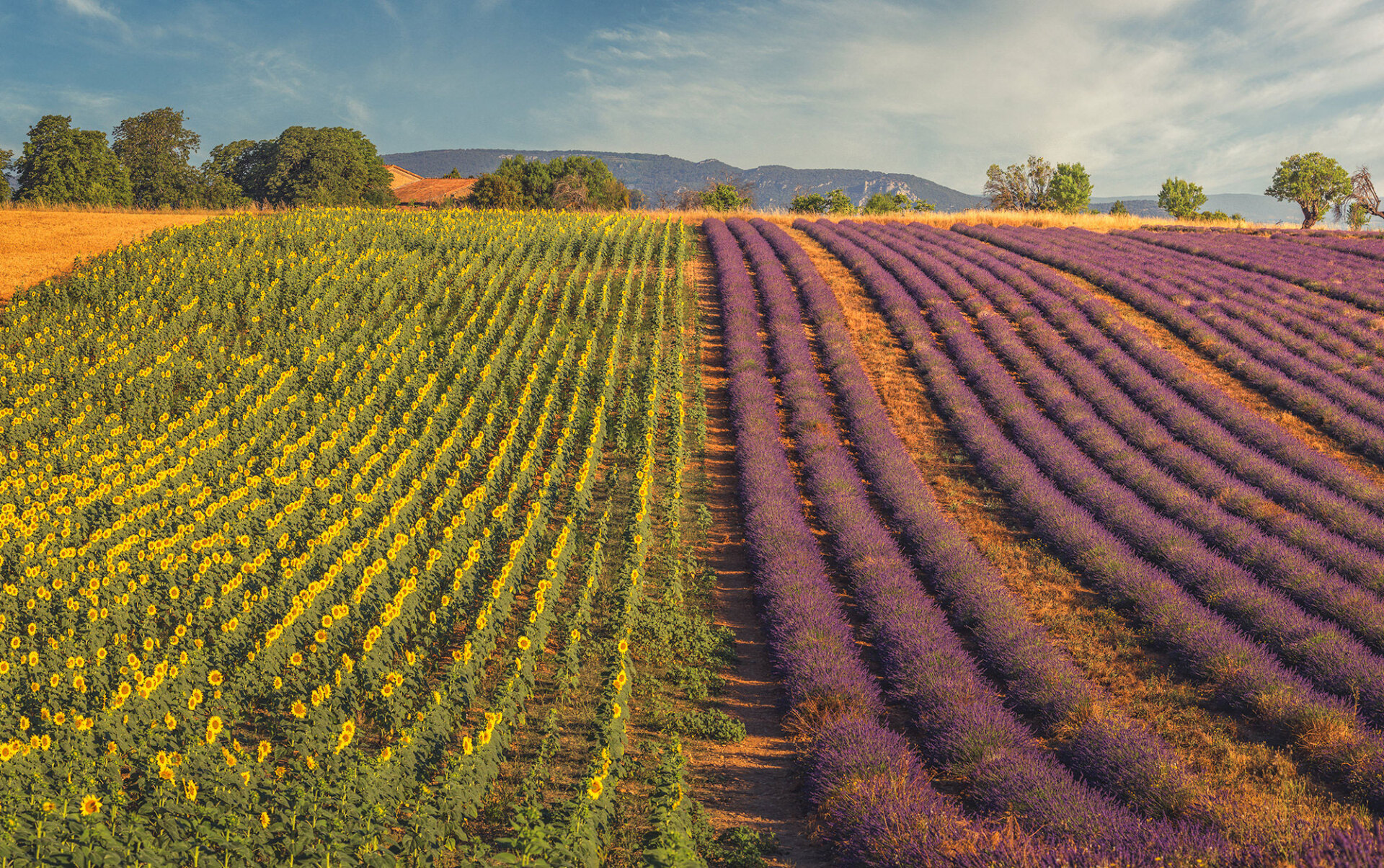 Λεβάντες στην Προβηγκία © Γιάννης Λάριος