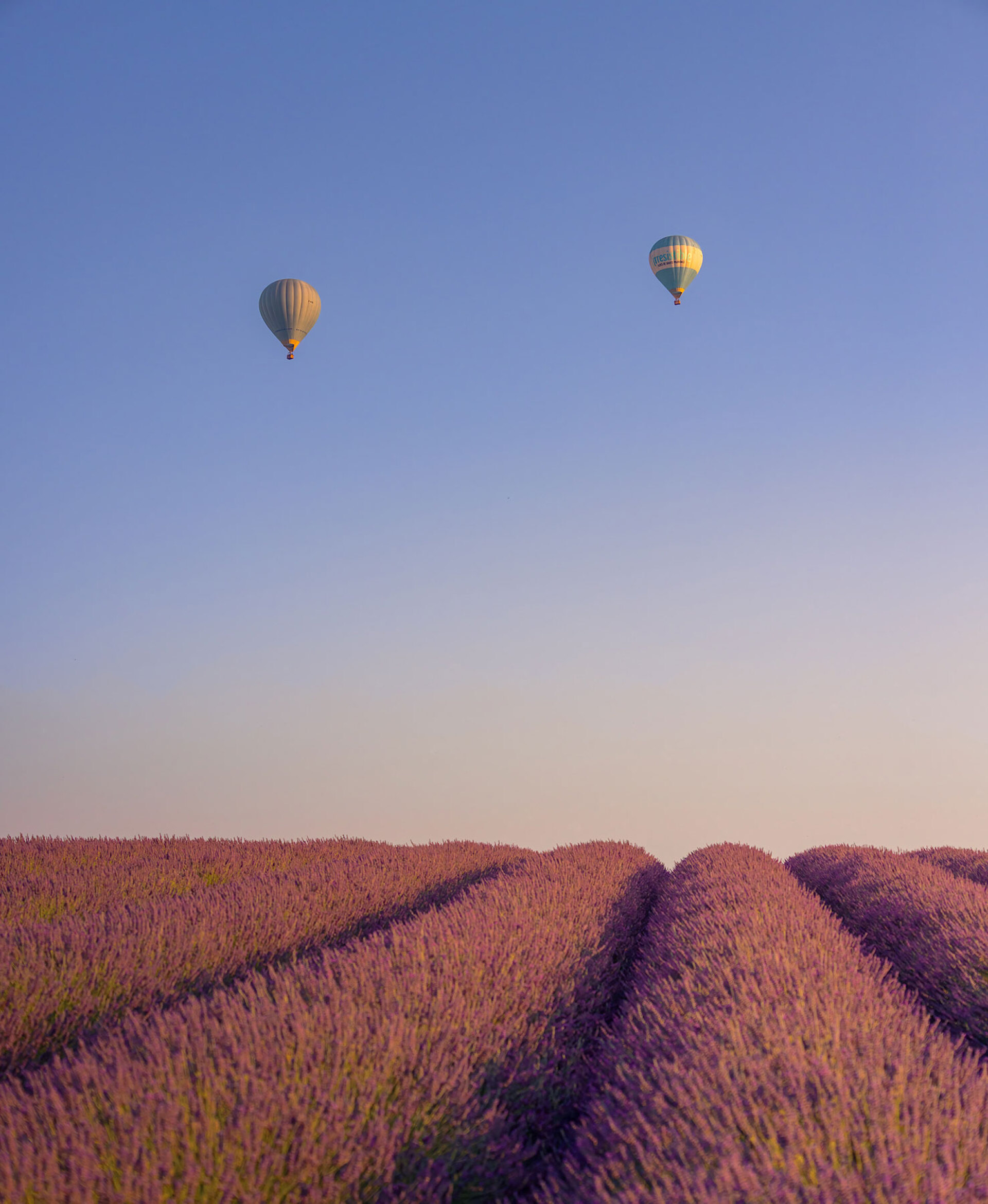Λεβάντες στην Προβηγκία © Γιάννης Λάριος
