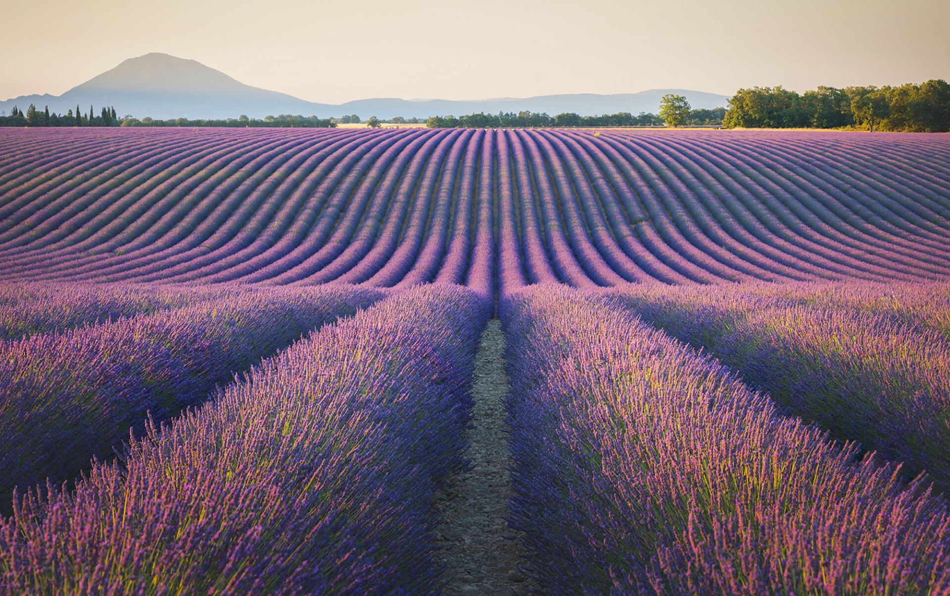 Λεβάντες στην Προβηγκία © Γιάννης Λάριος