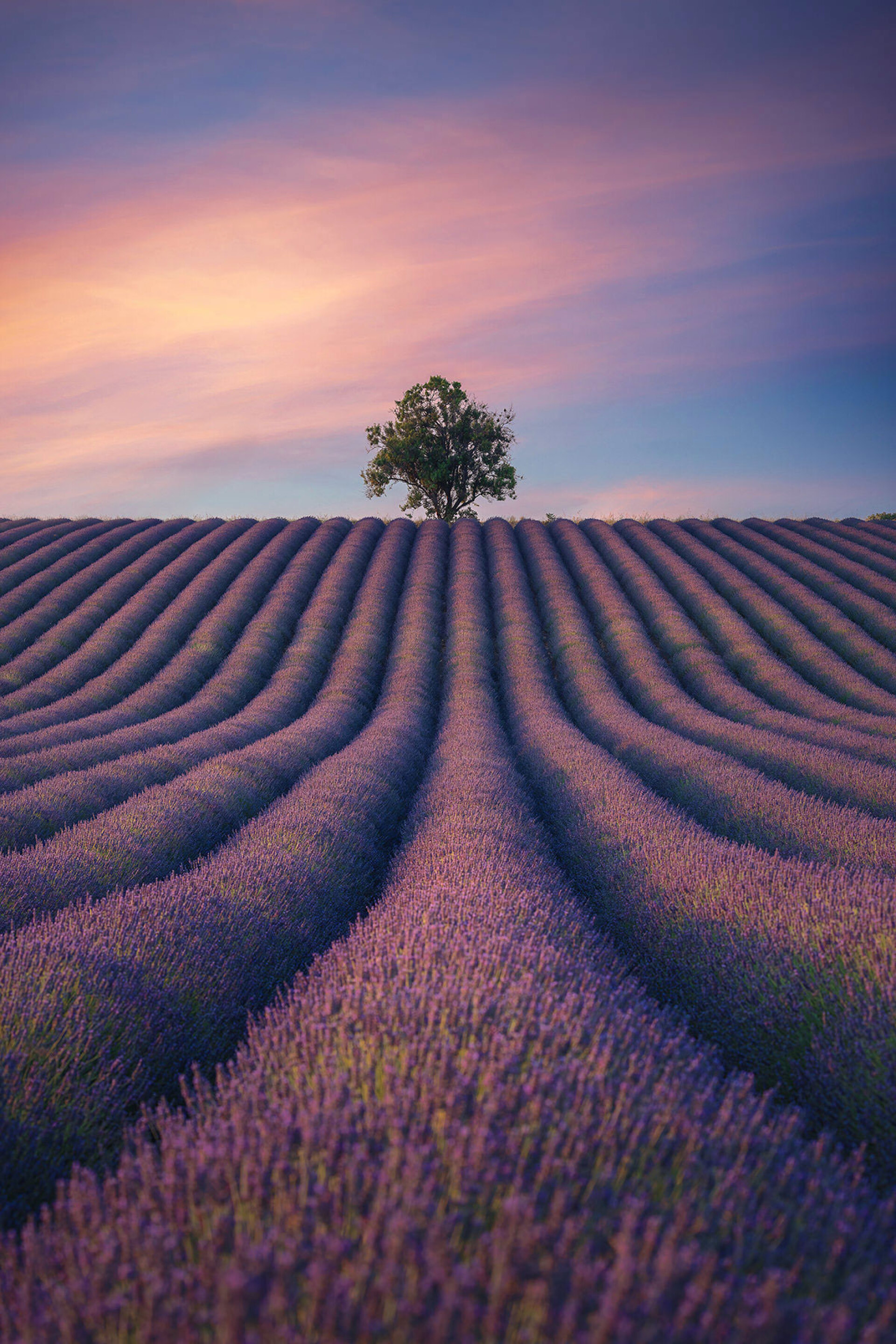 Λεβάντες στην Προβηγκία © Γιάννης Λάριος
