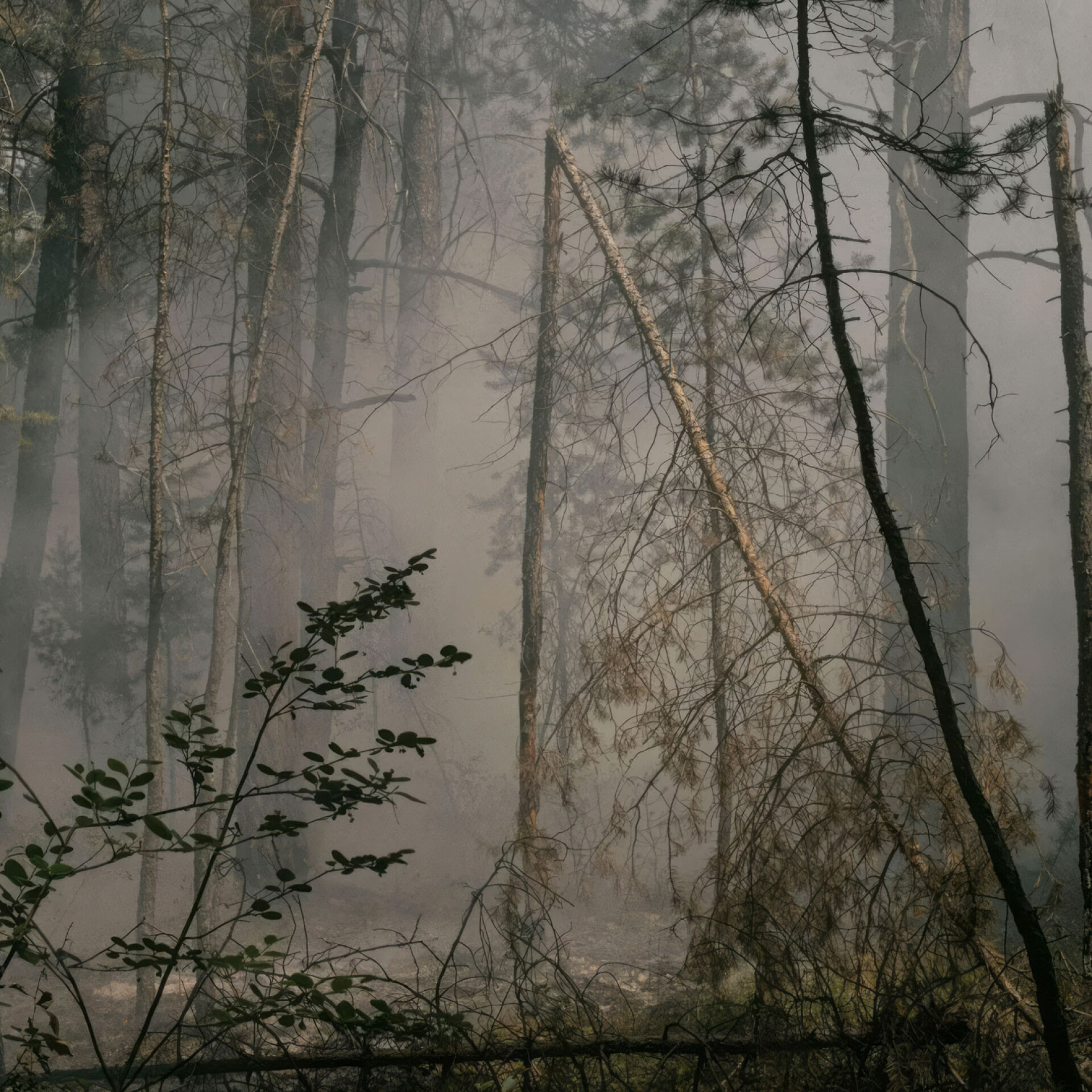 Νανά Χάιτμαν