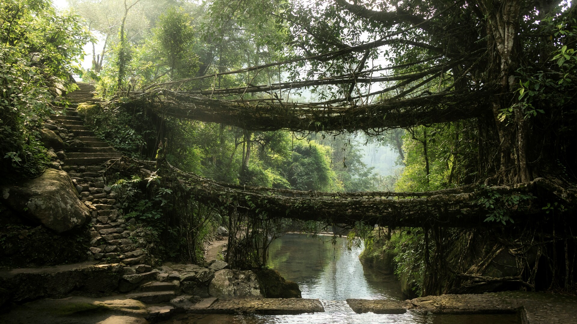 Living roots bridge