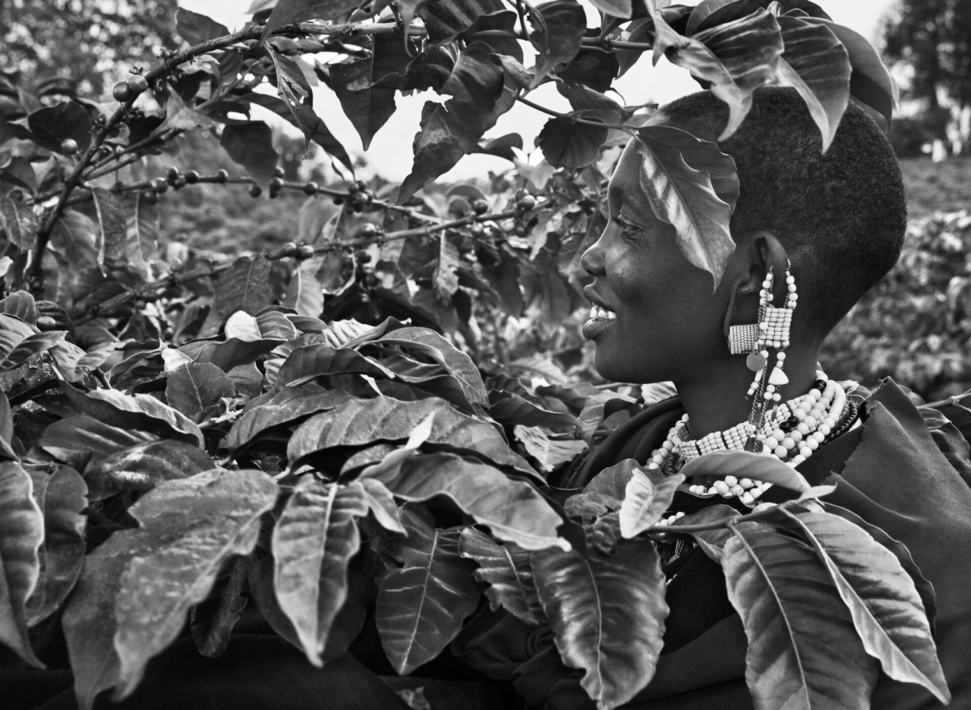 Συγκομιδή καφέ, Τανζανία, 2014