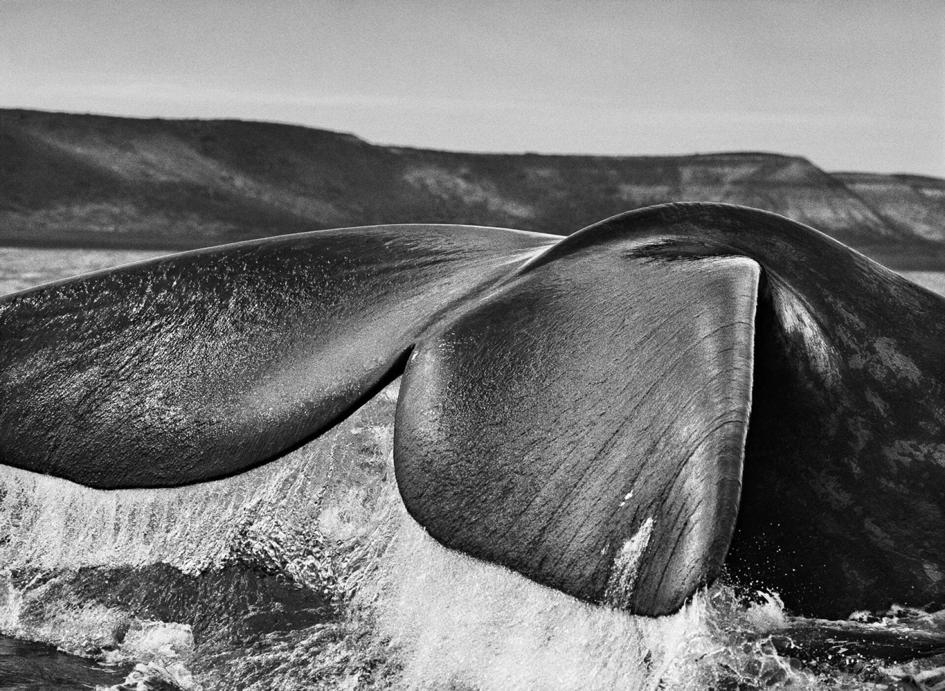 Φάλαινα. Αργεντινή, 2004