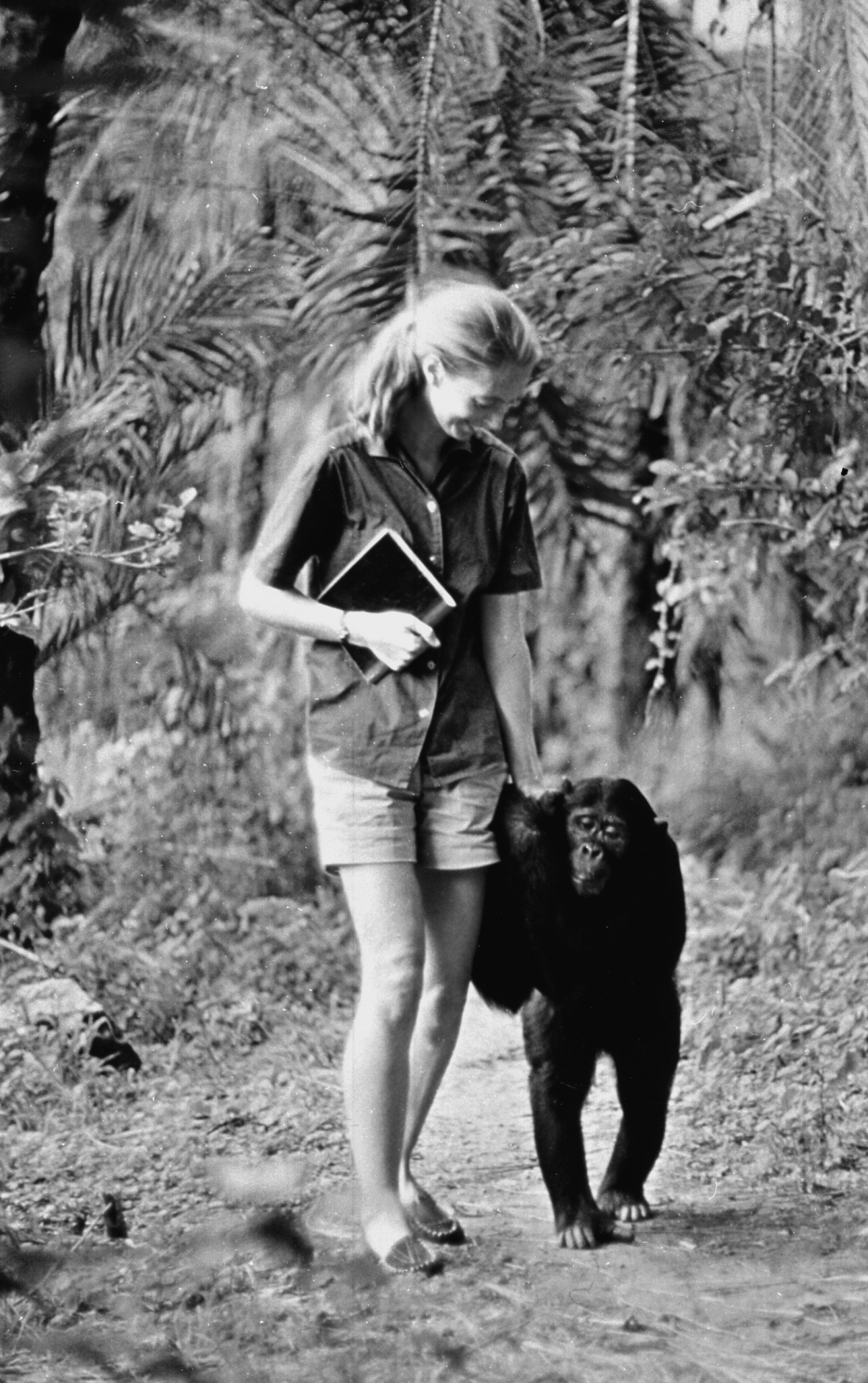 Τζέιν Γκούντολ: Η ζωή της γυναίκας που αγάπησε και μελέτησε τους χιμπαντζήδες