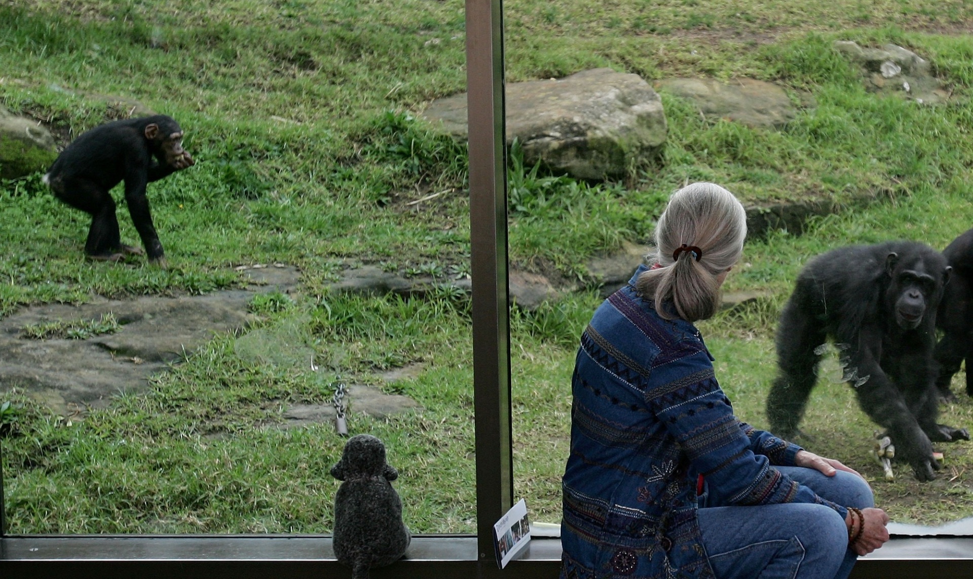 Τζέιν Γκούντολ: Η ζωή της γυναίκας που αγάπησε και μελέτησε τους χιμπαντζήδες