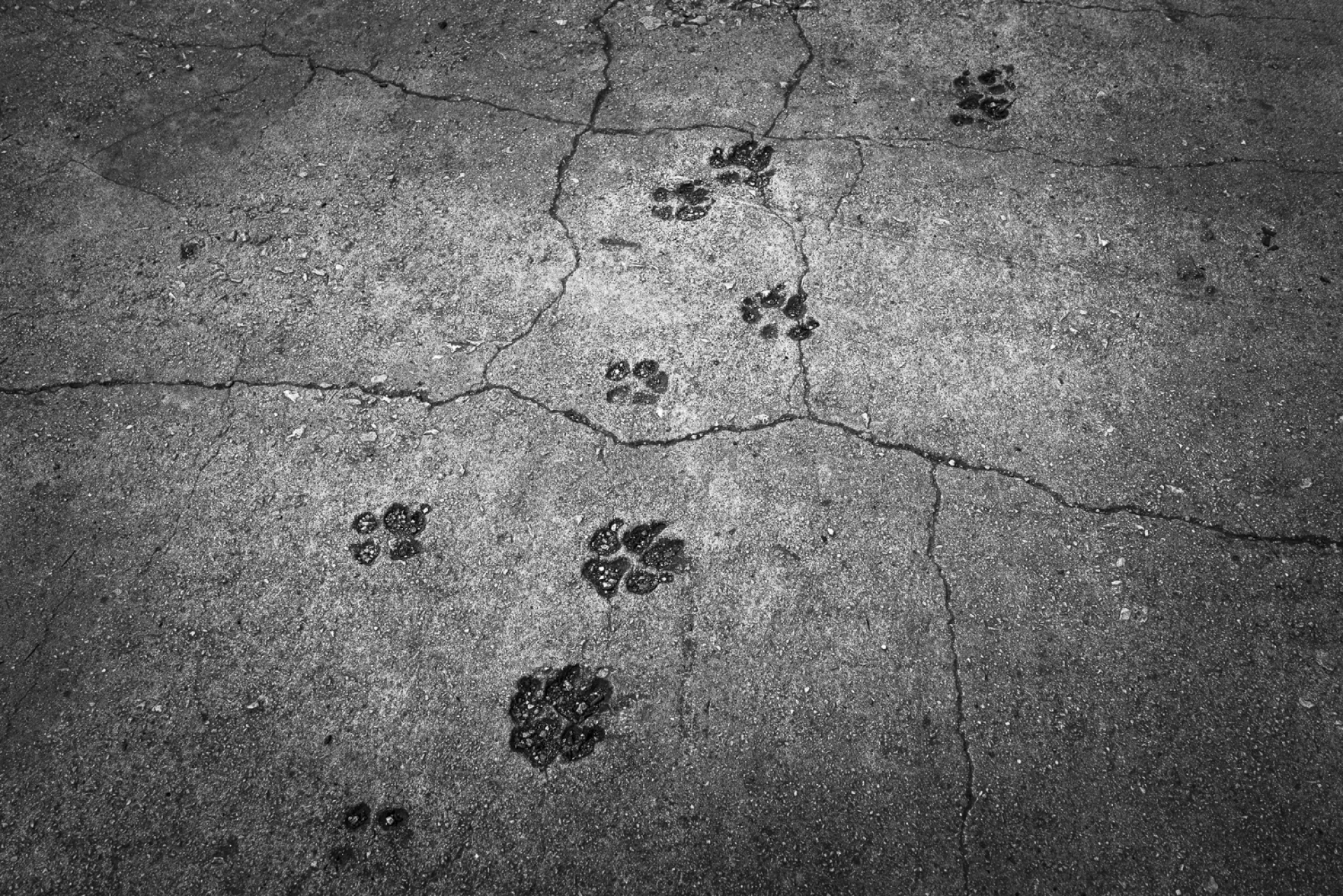 Το φωτογραφικό project «Elephant» του Δημήτρη Μυτά