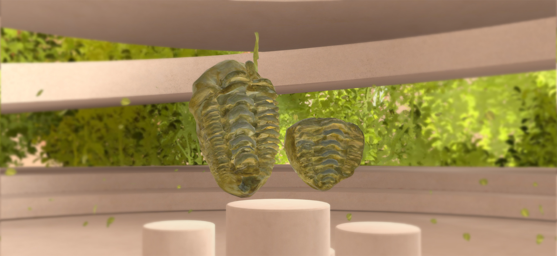 Απολίθωμα τριλοβίτη Calymene ηλικίας 450 εκατομμυρίων ετών από το Μαρόκο. © Hallettx, CC BY-SA 4.0