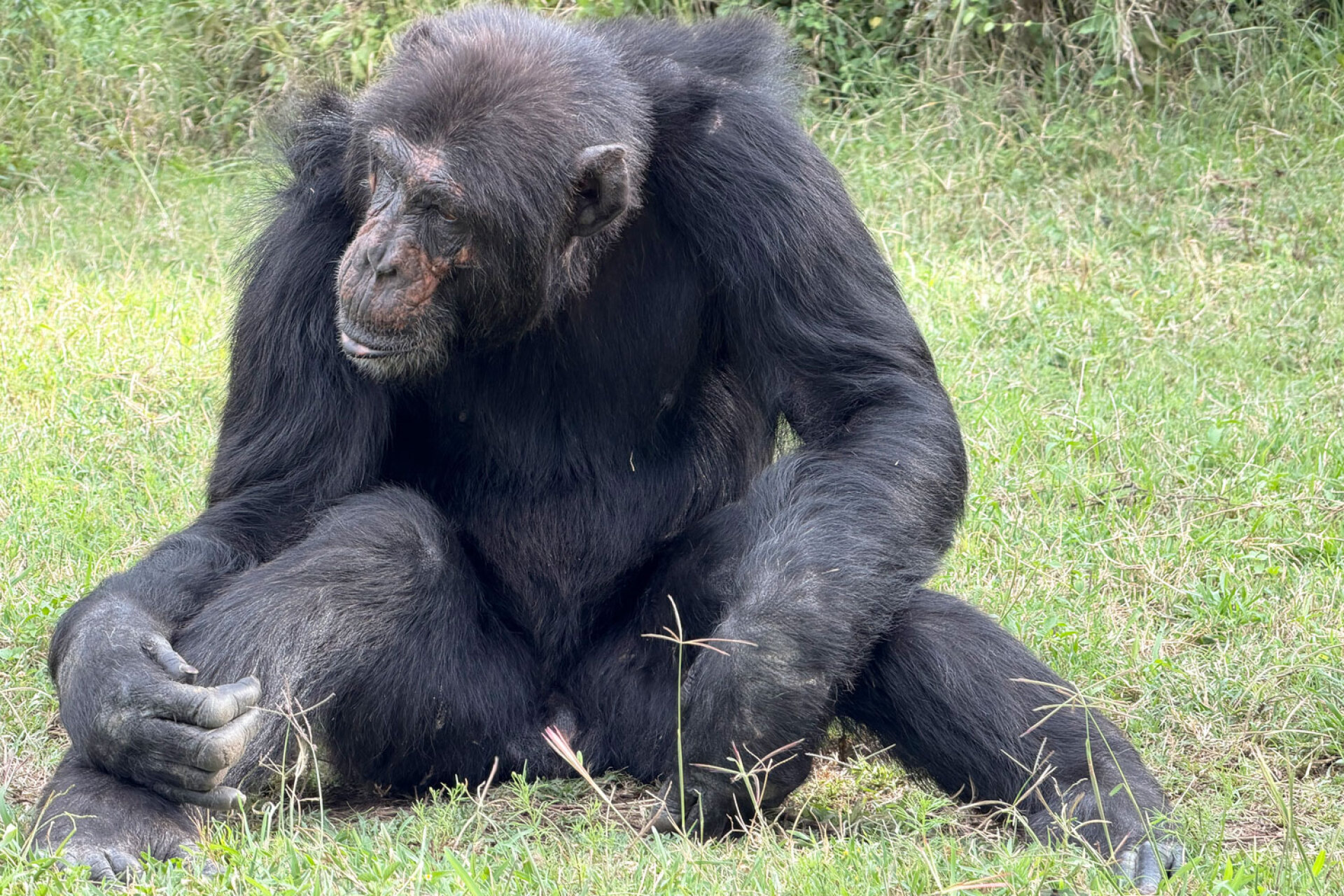 Χιμπατζής στο καταφύγιο του Ολ Πεχέτα