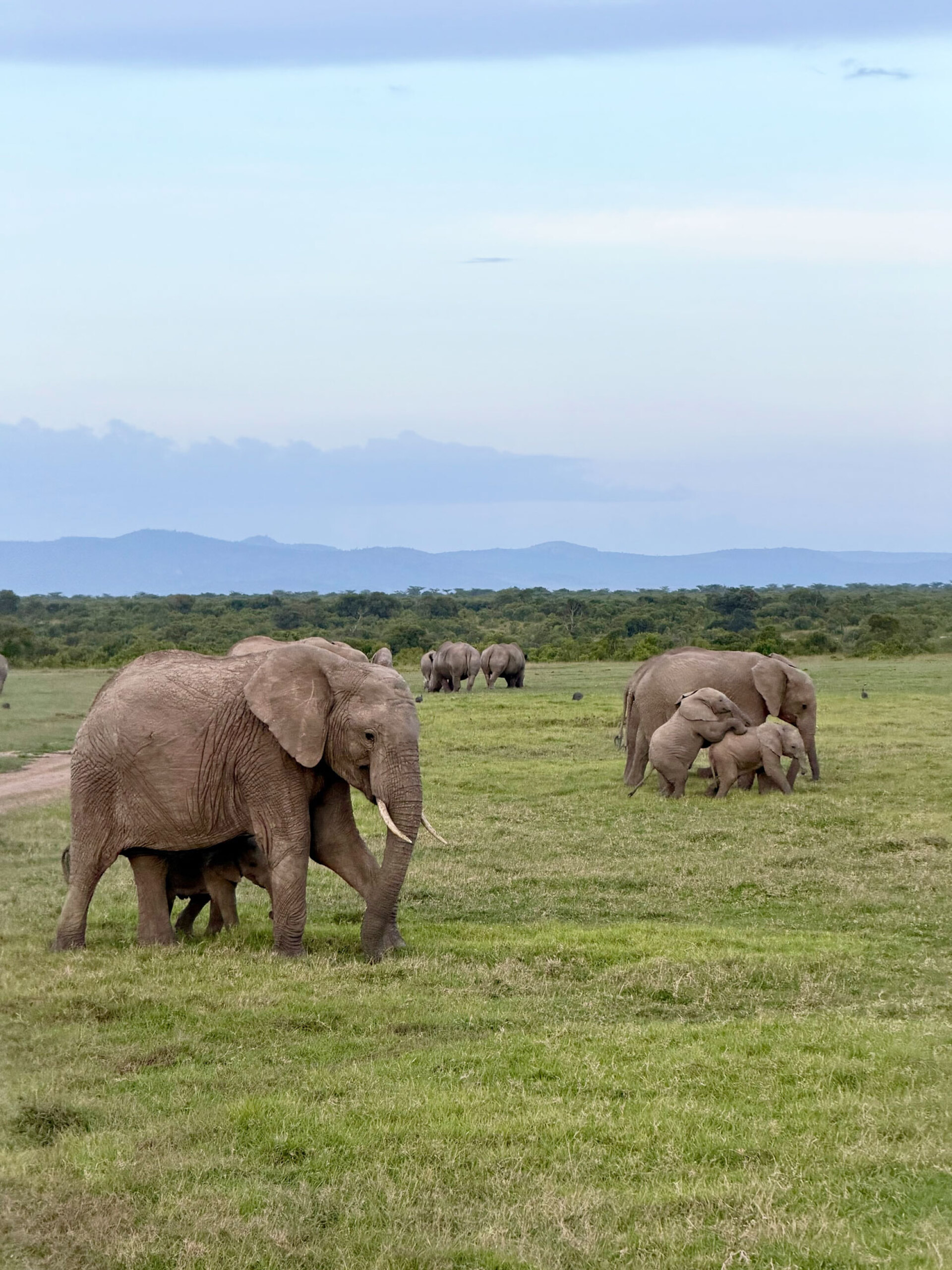 Ελέφαντες στο Ολ Πεχέτα