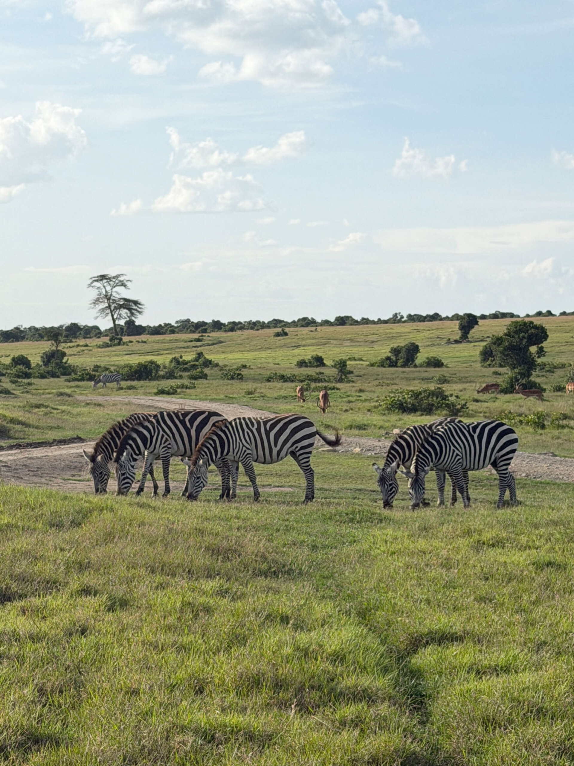 Ζέβρες στο Ολ Πεχέτα