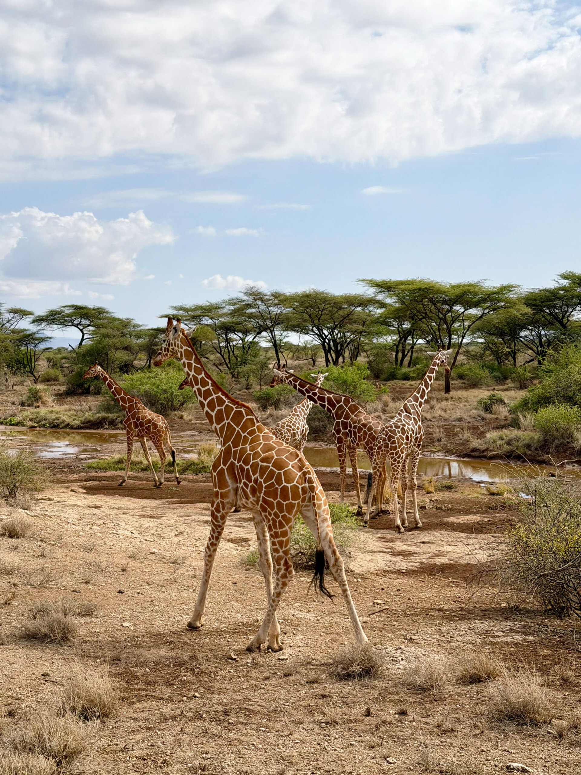 Καμηλοπαρδάλεις στο Σαμπούρου