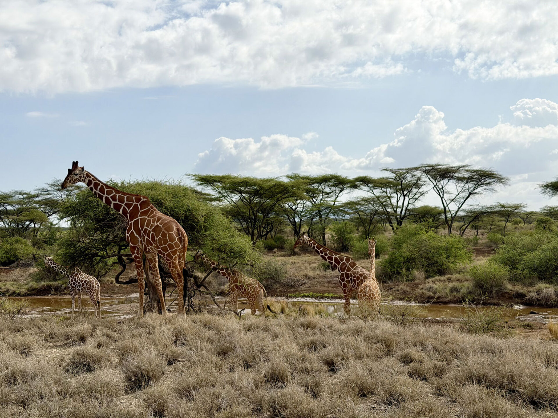 Καμηλοπαρδάλεις στο Σαμπούρου
