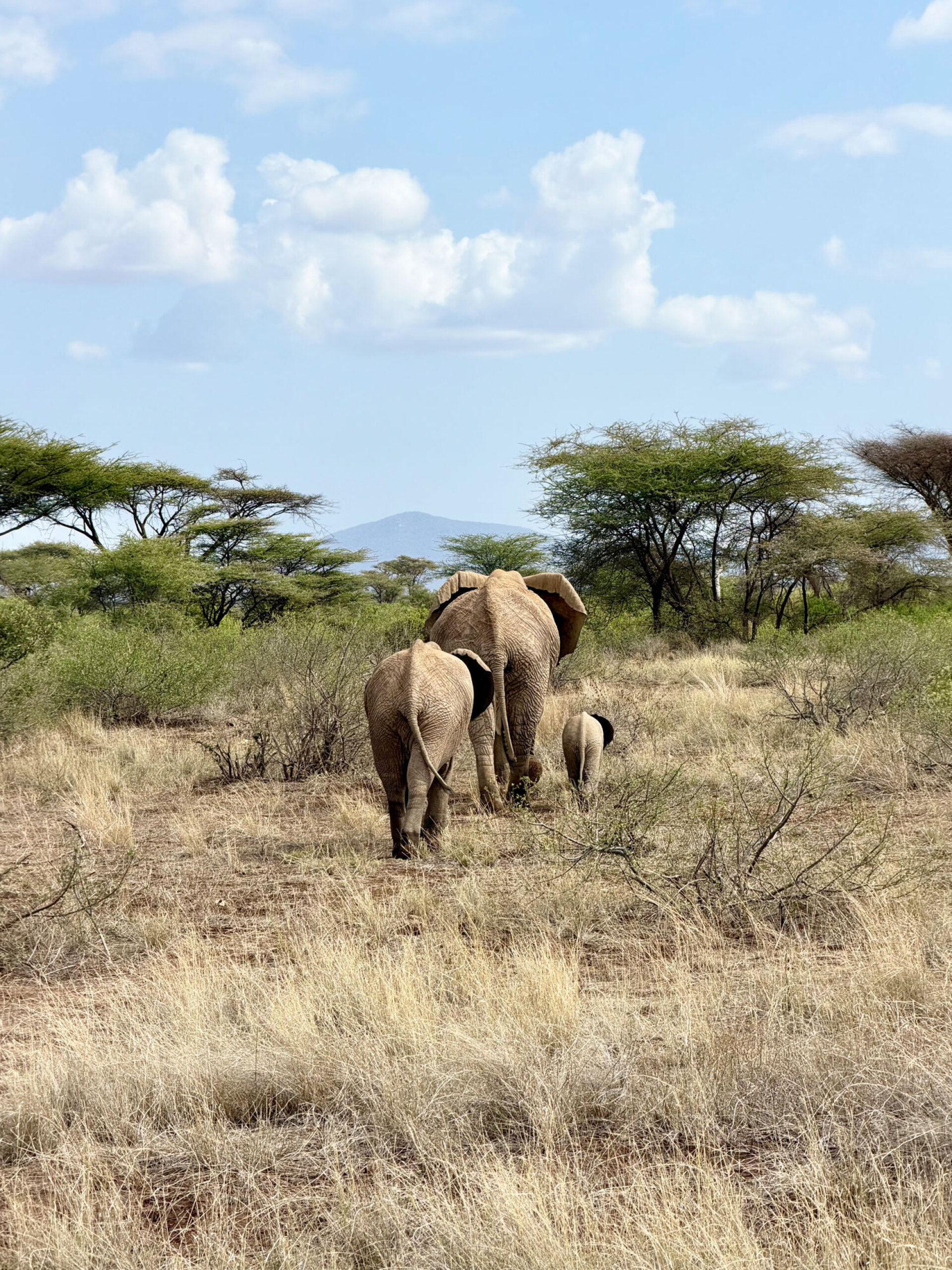 Οικογένεια ελεφάντων στο Σαμπούρου