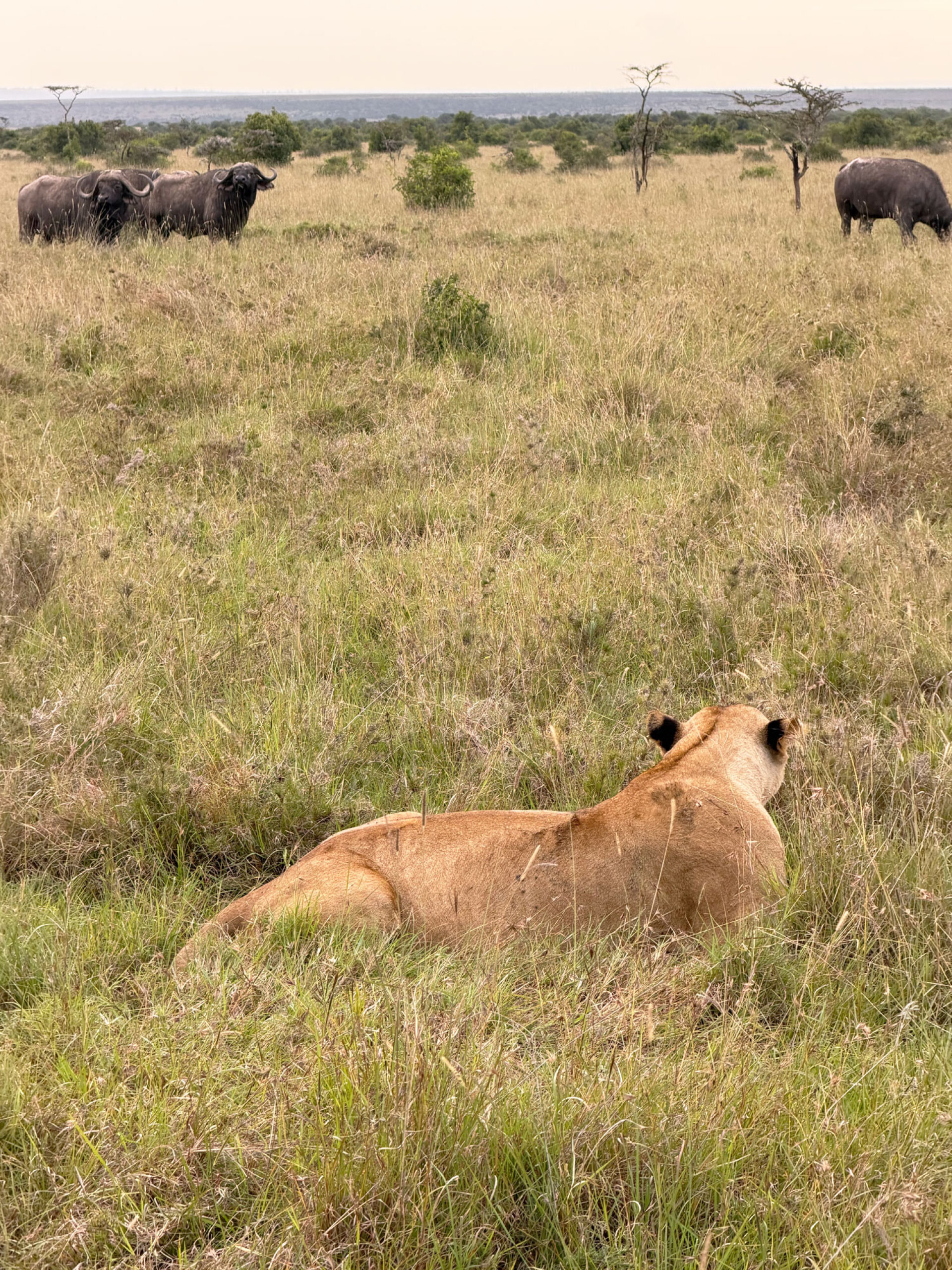 Λέαινα παρακολουθεί βουβάλια στο Ολ Πεχέτα
