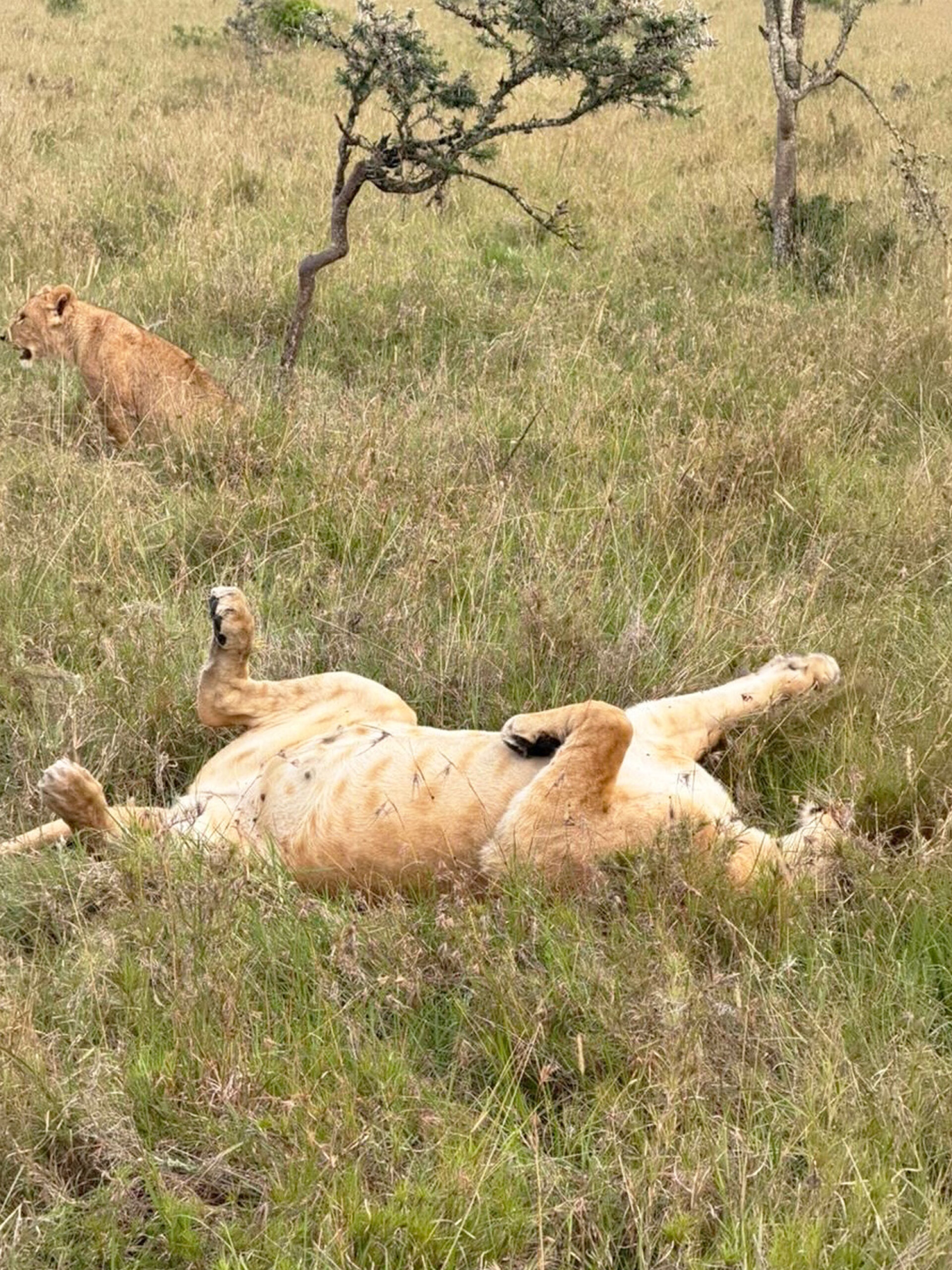 Λιοντάρια στο Ολ Πεχέτα