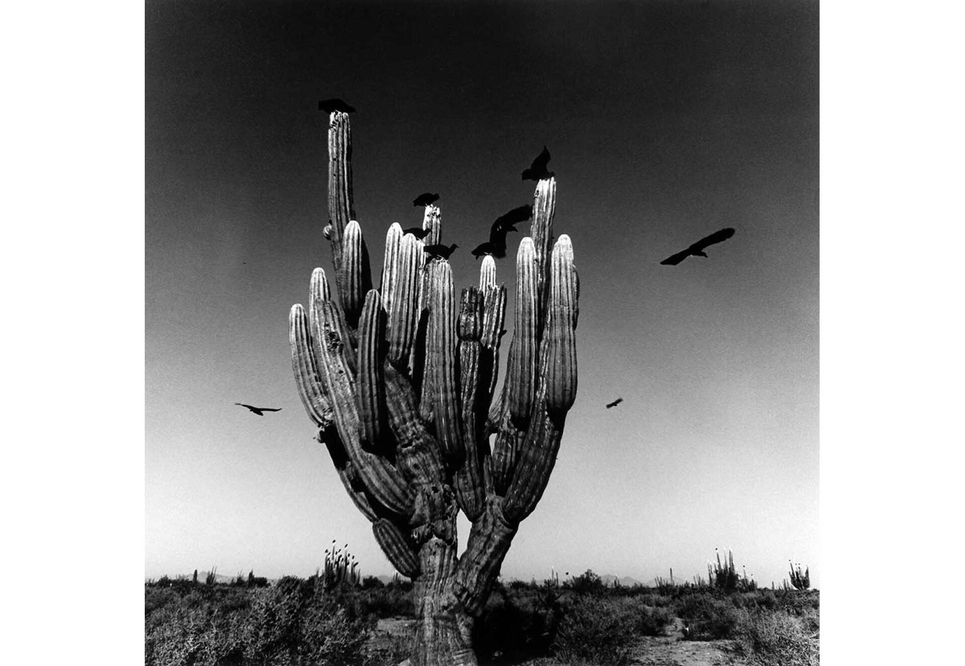 Sahuaro, Sonoran desert, Mexico, 1979 © Graciela Iturbide