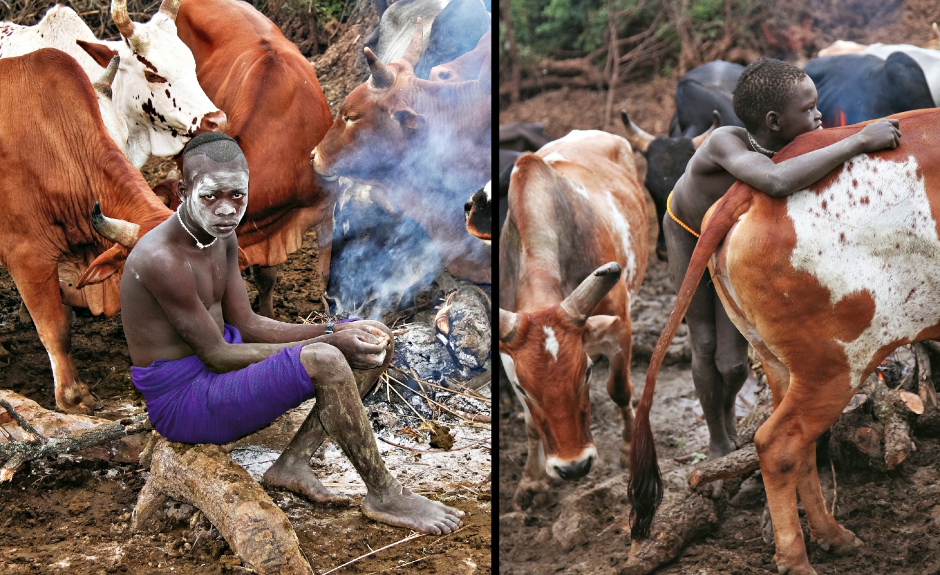 Η ζωή περιστρέφεται γύρω από τα βοοειδή. 