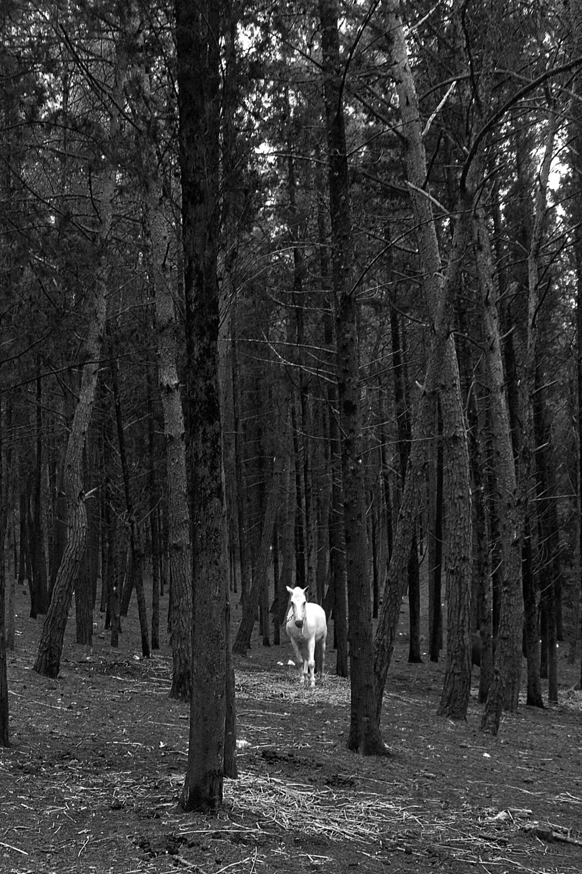 © Βασίλης Αρτίκος