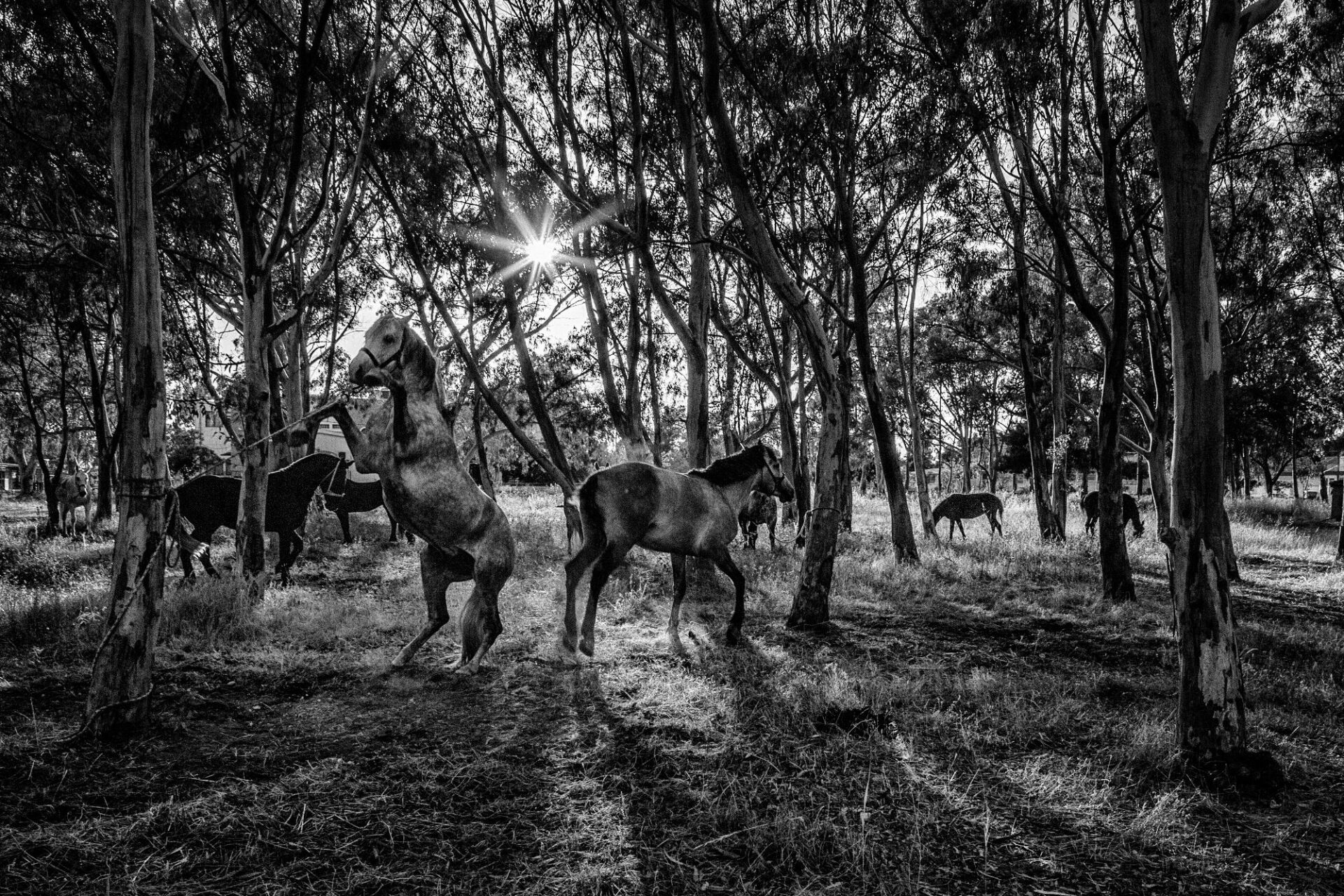 © Βασίλης Αρτίκος