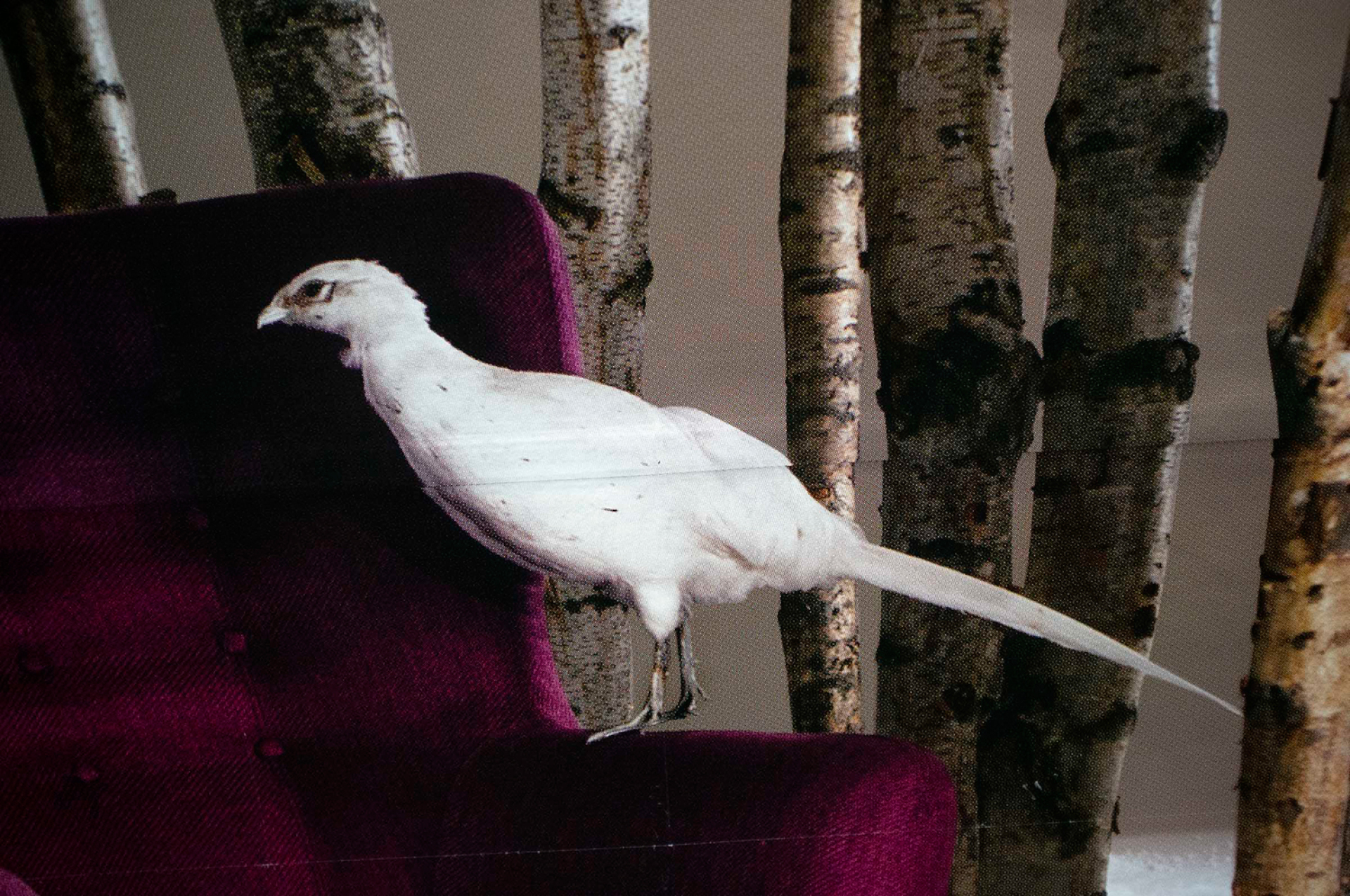 © Κώστας Ορδόλης