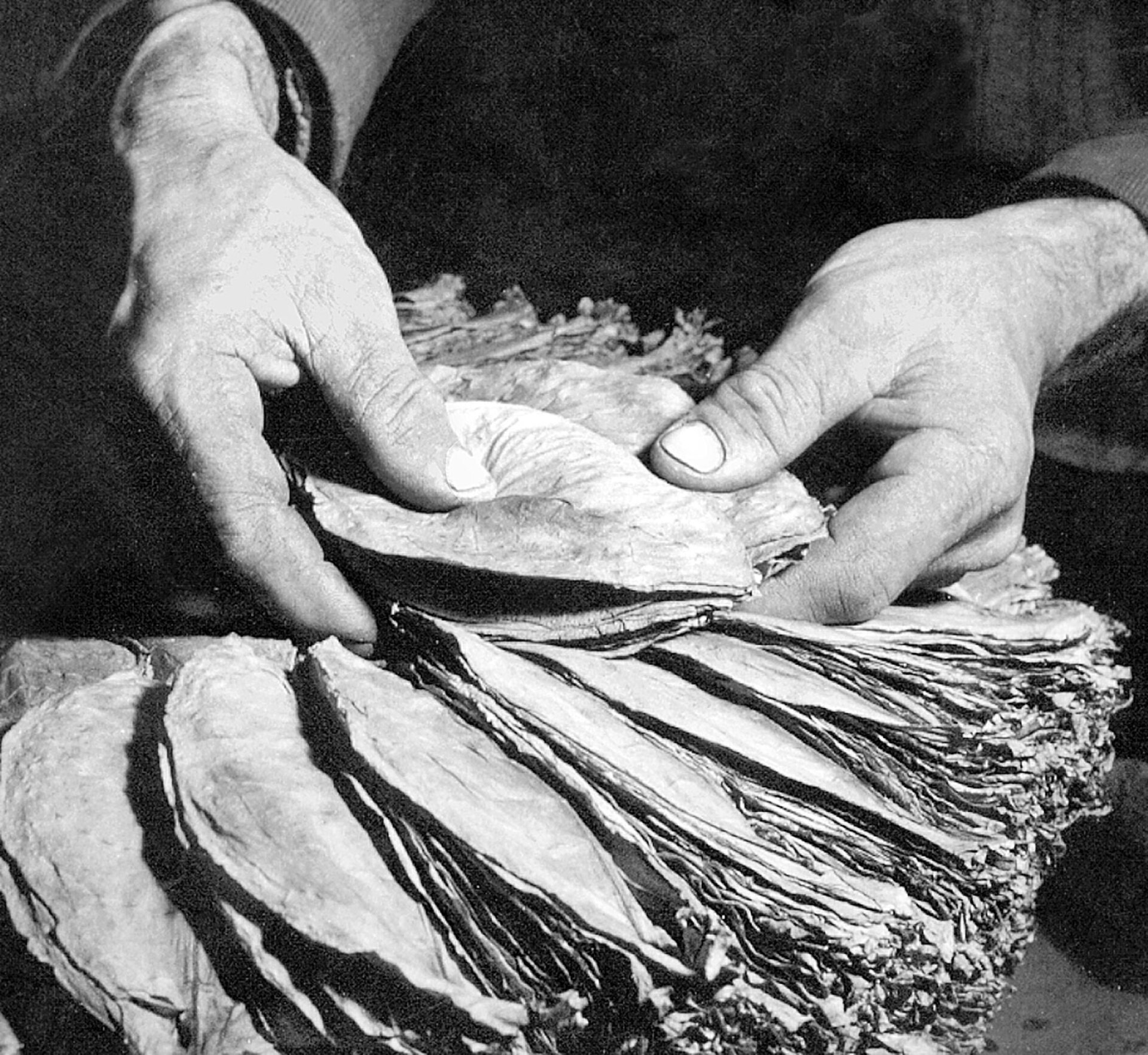 Στην επιμελημένη δεματοποίηση τύπου μπασμά τα καπνόφυλλα τοποθετούνται με βαθμιδωτή παρέκκλιση μισού χιλιοστού το ένα επάνω στο άλλο. Μουσείο Καπνού Δήμου Καβάλας, Ιδιωτική Συλλογή Βασίλη Θασίτη ΑΒΕ 115/2005/1904.