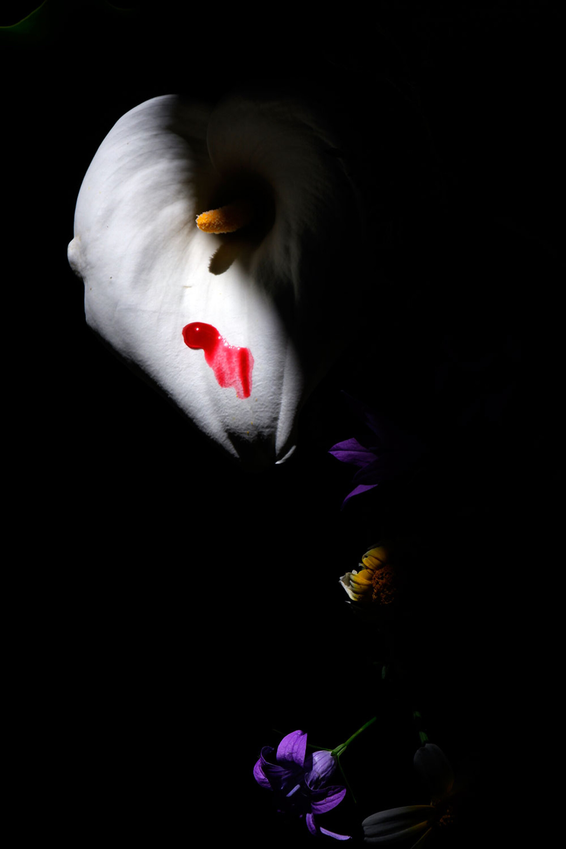 Juxtaposition στην iFocus Photo Gallery