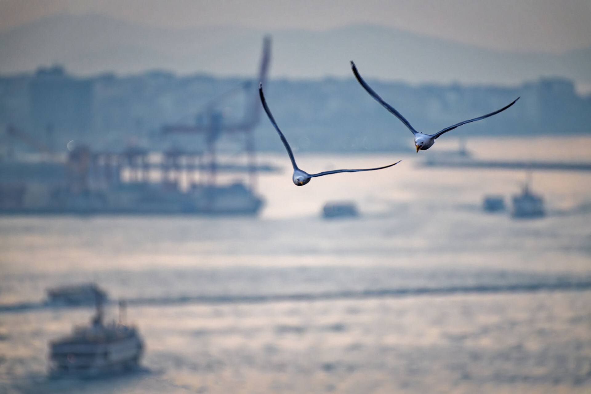 © Πάουλο Ρομπέρτο Φράνκα