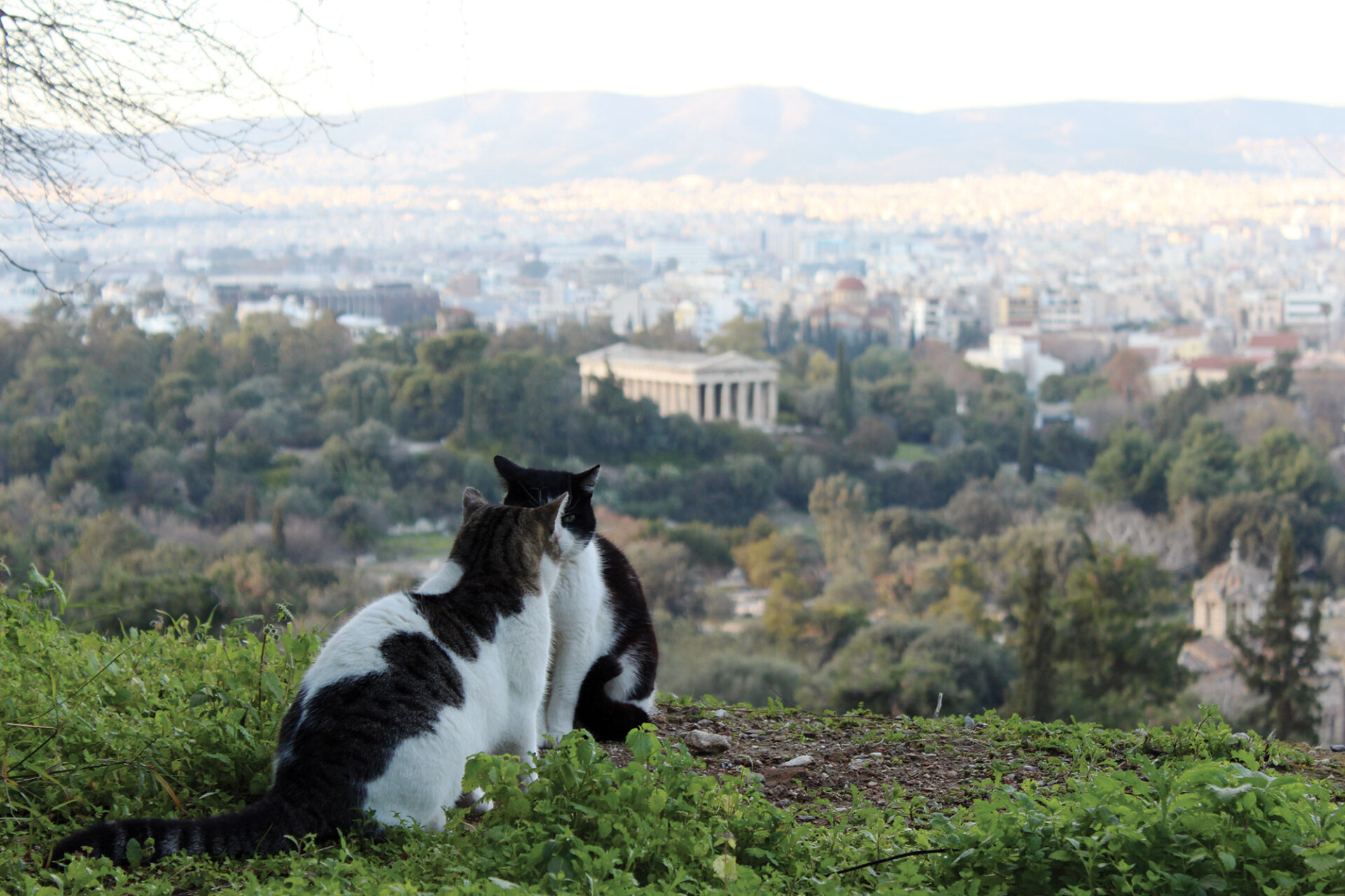 Γάτες στην Αθήνα