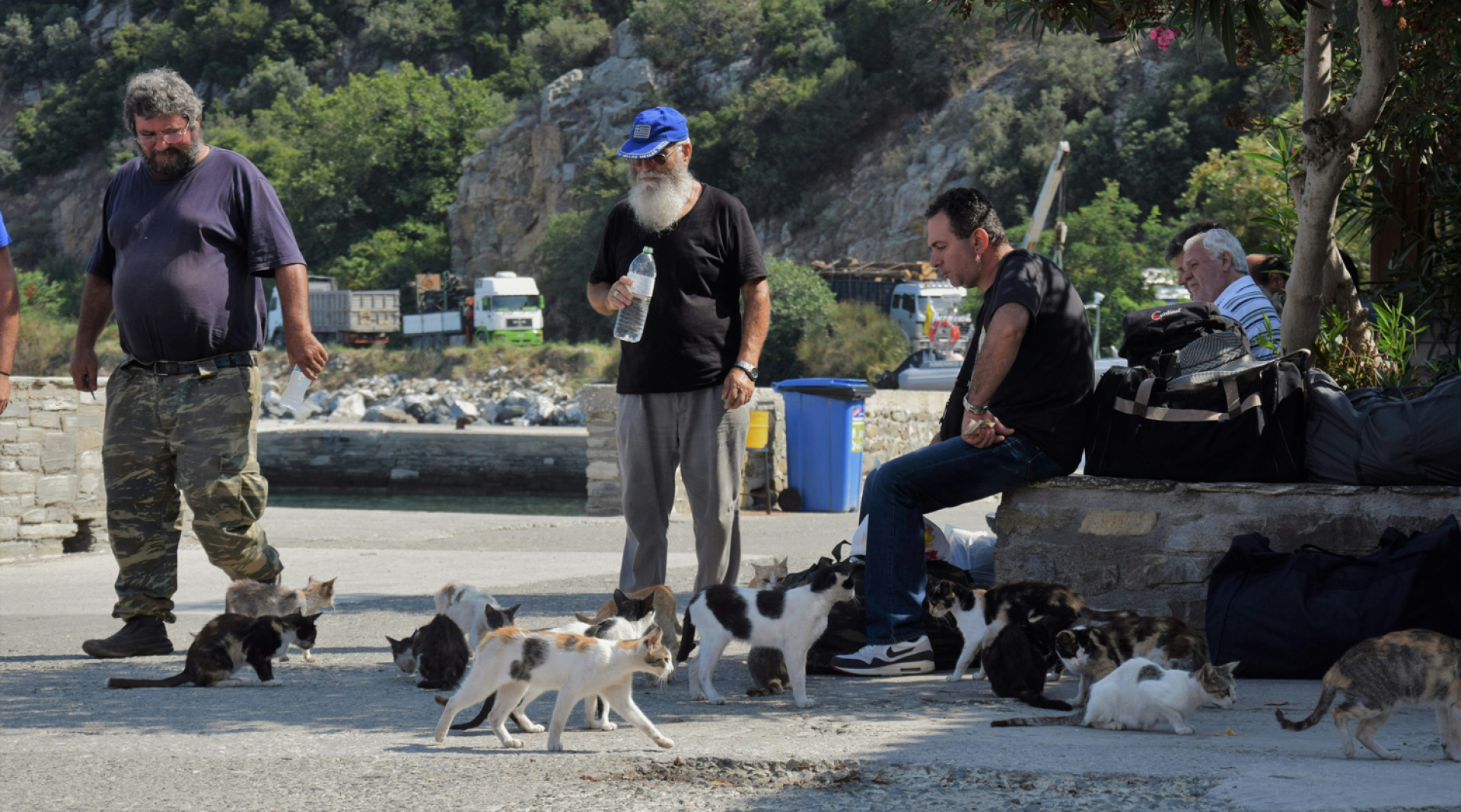 Αδέσποτα ζώα