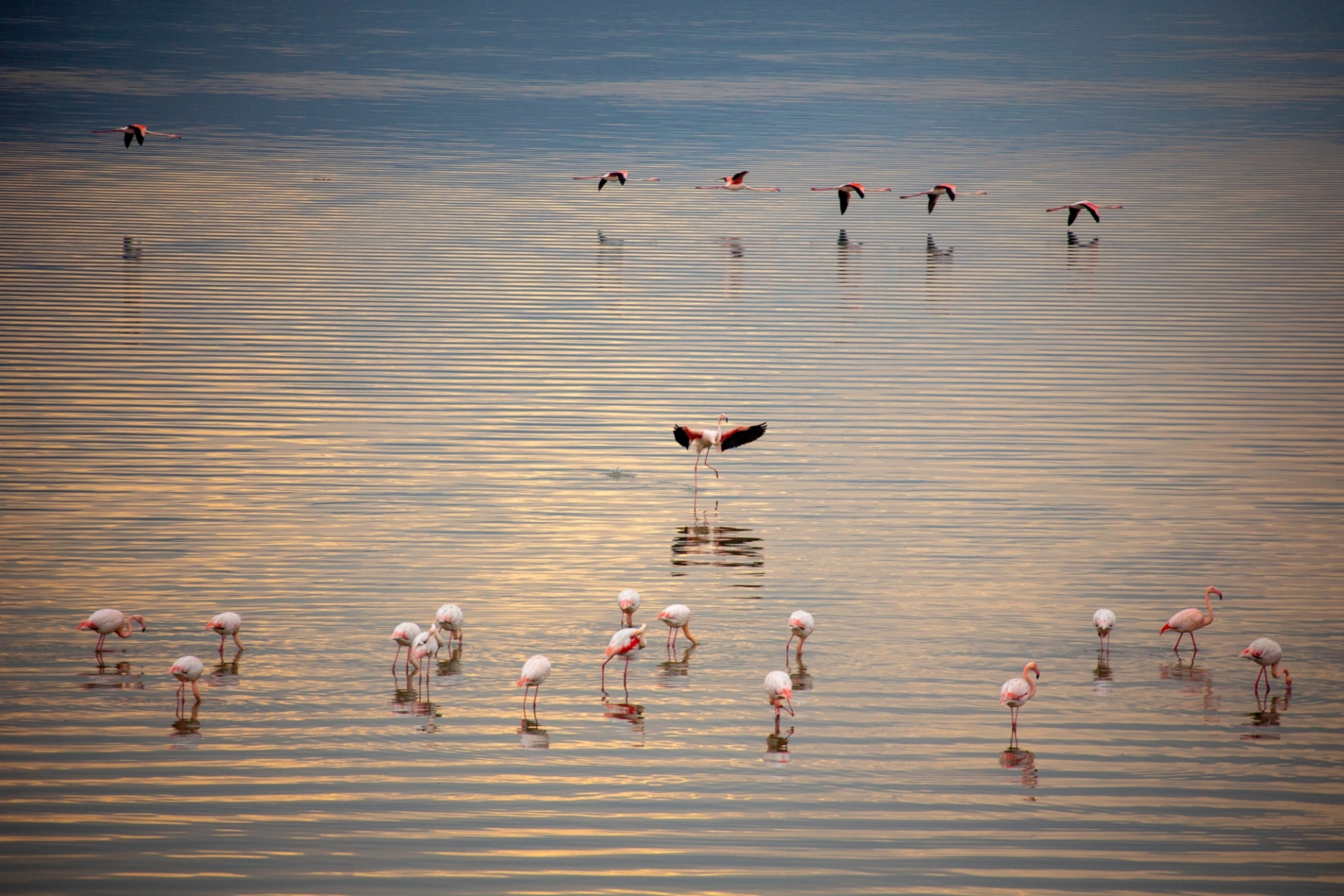 Kerkini Wetlands Photo Awards