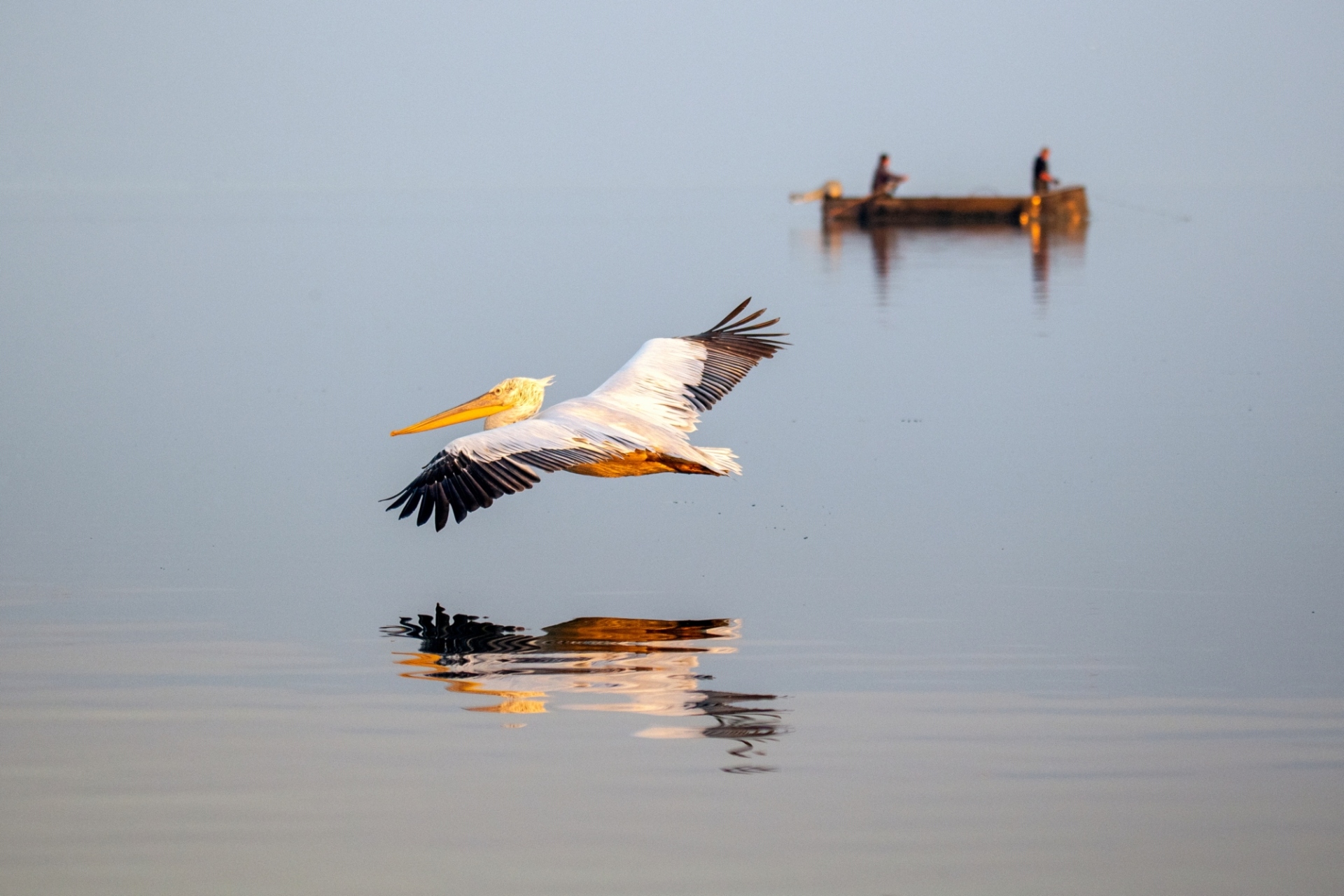 Kerkini Wetlands Photo Awards
