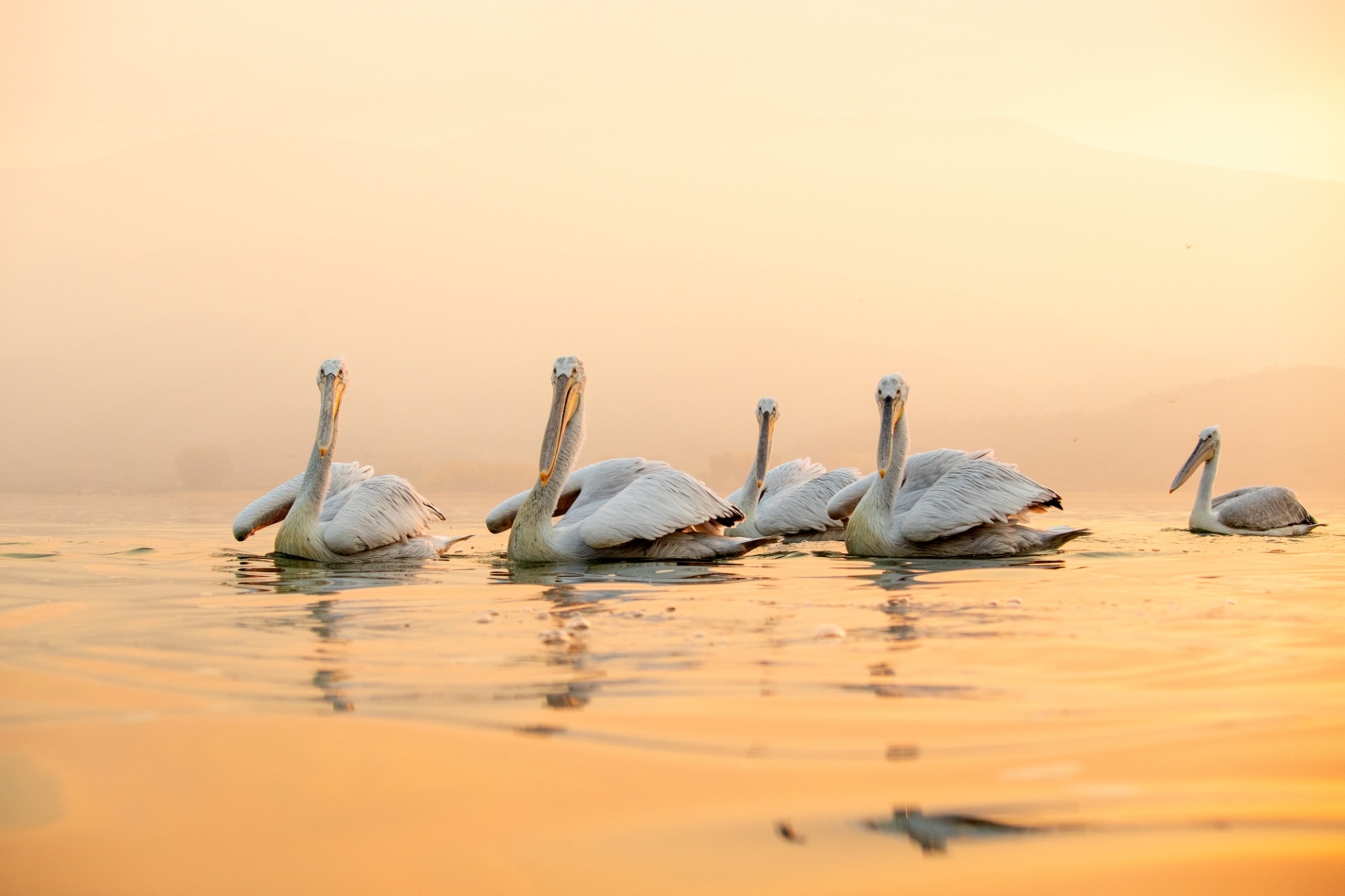Kerkini Wetlands Photo Awards