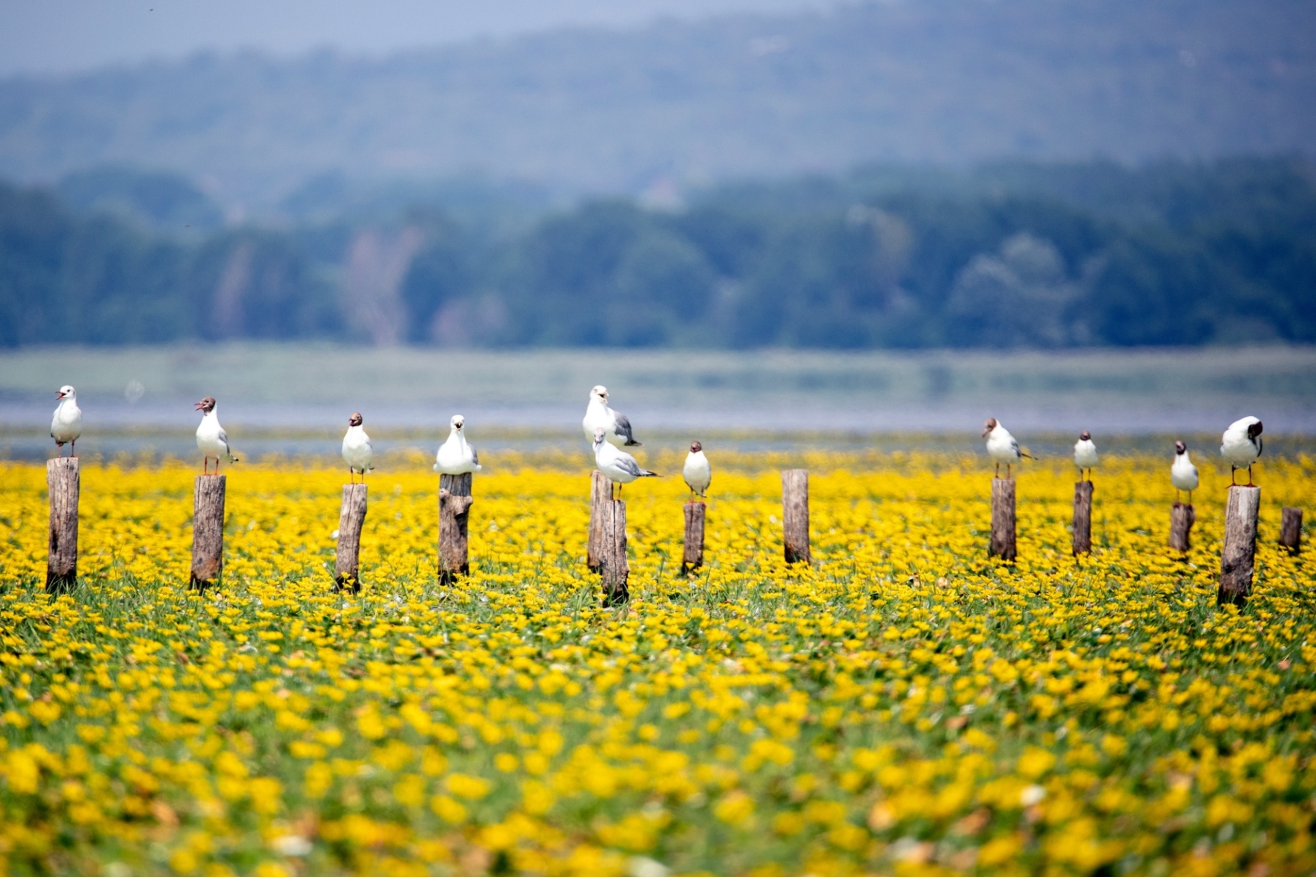 Kerkini Wetlands Photo Awards
