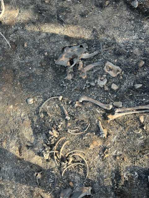 anima-save-the-hood-kokala